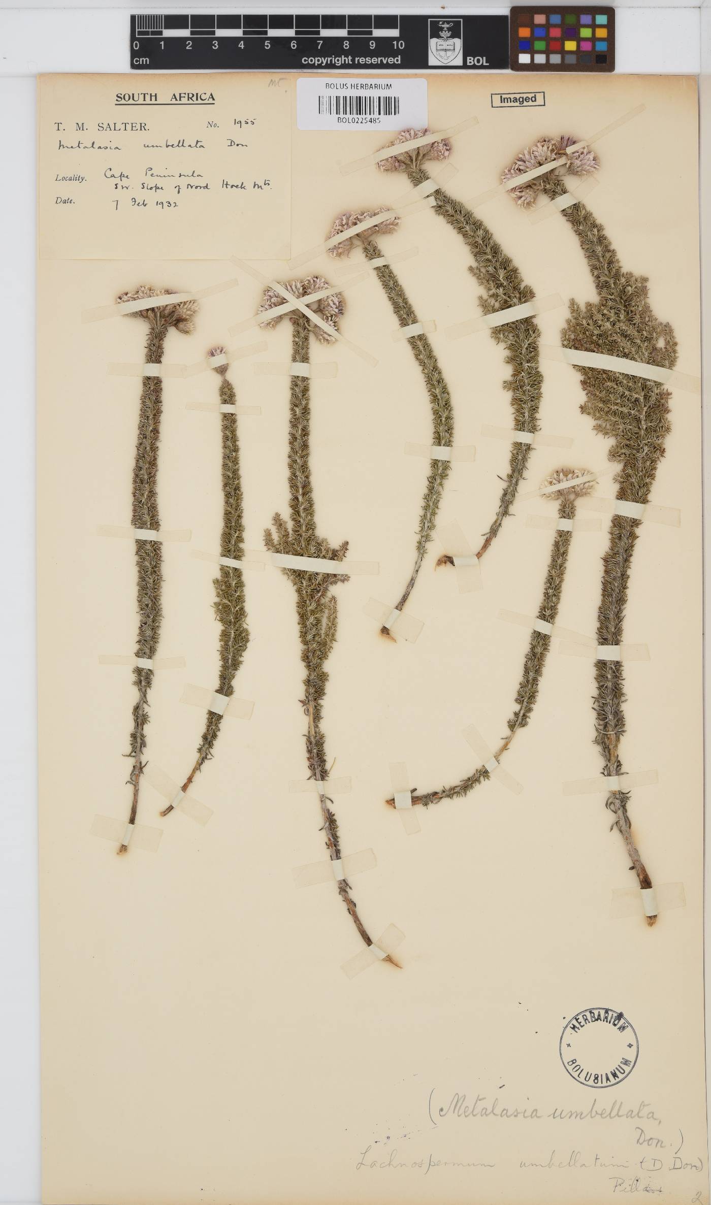 Lachnospermum image