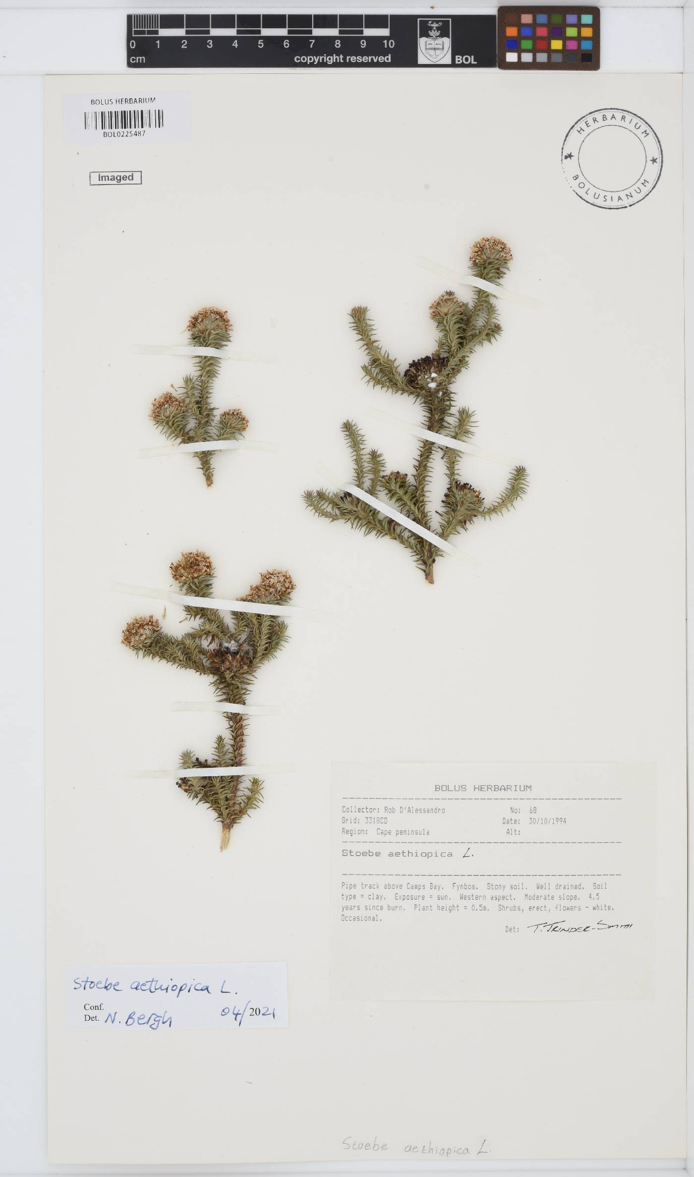 Stoebe aethiopica image