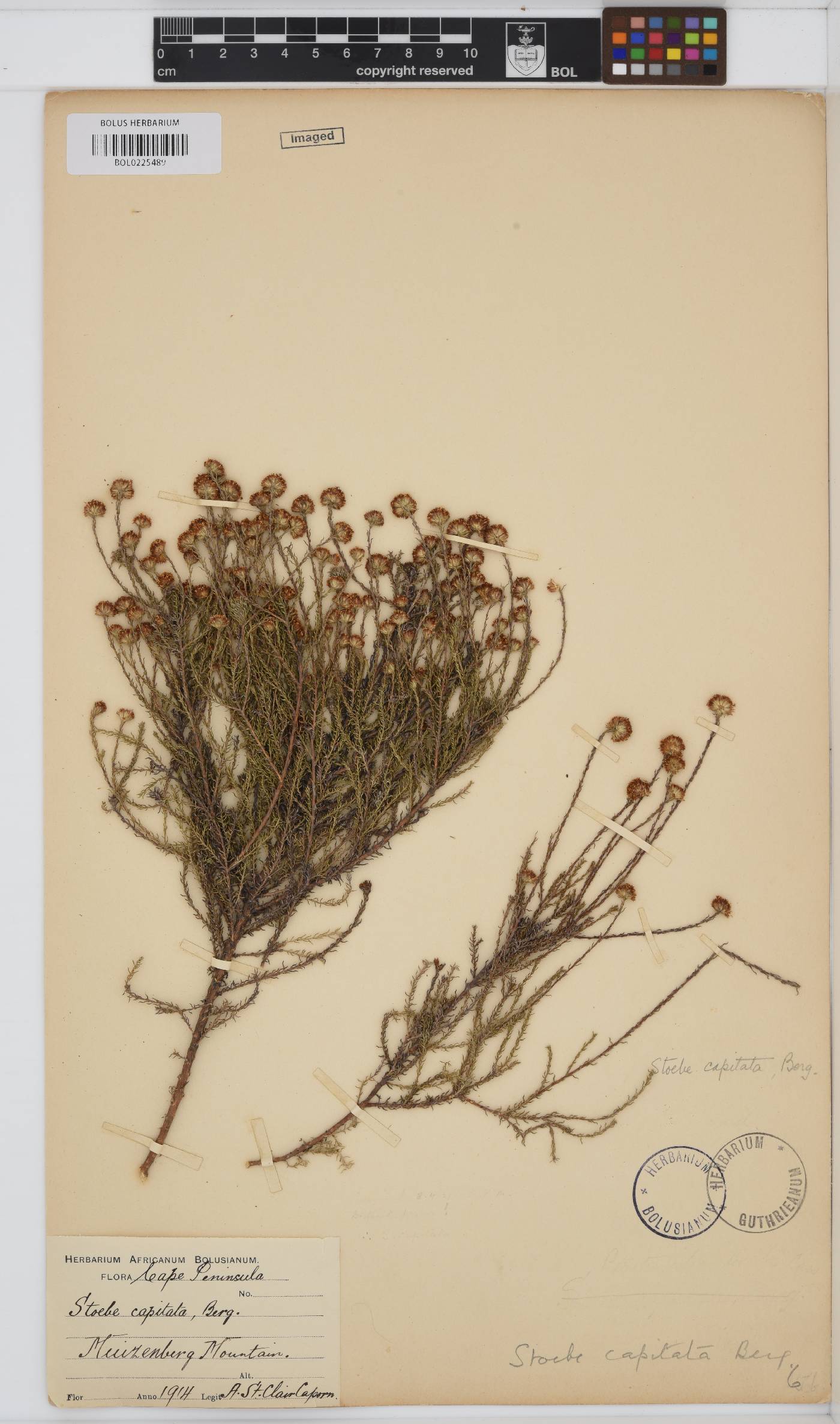 Stoebe capitata image