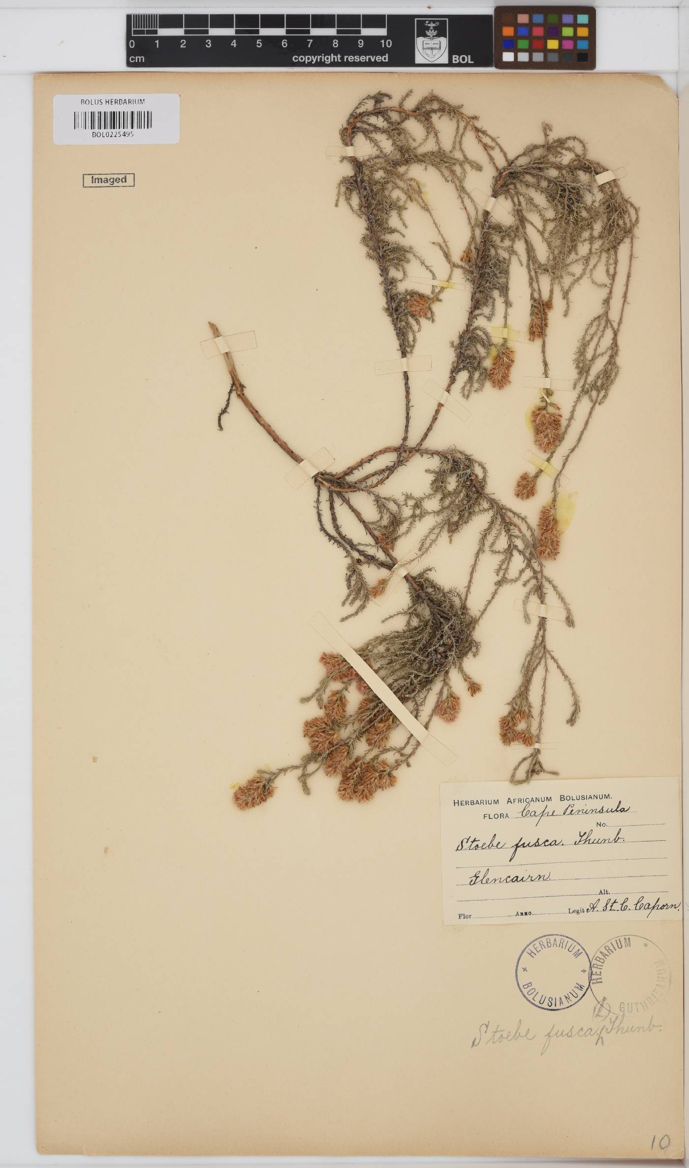 Stoebe fusca image