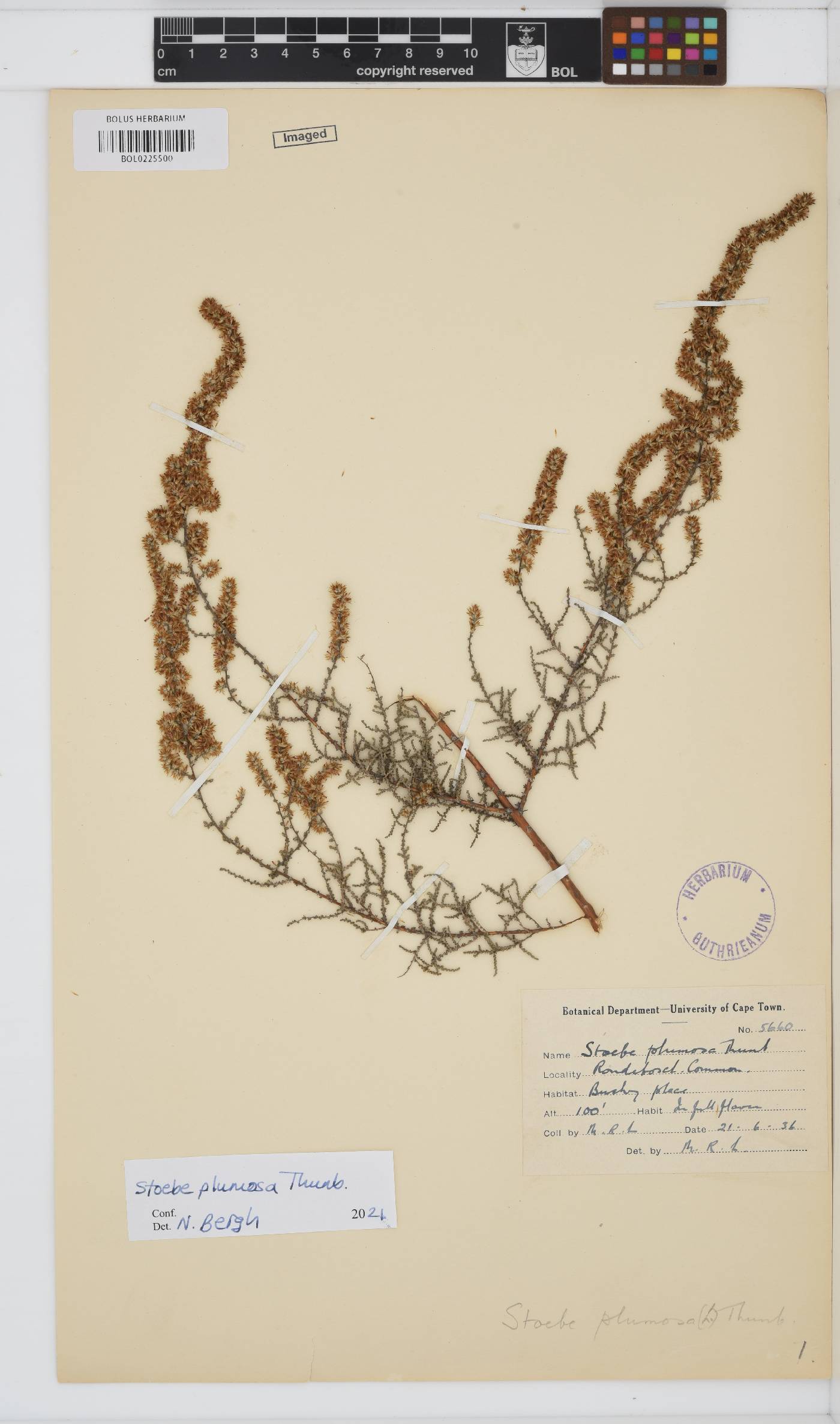 Seriphium plumosum image