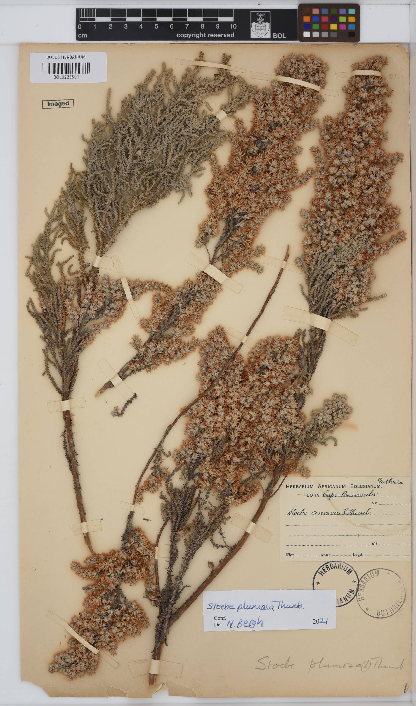 Seriphium plumosum image