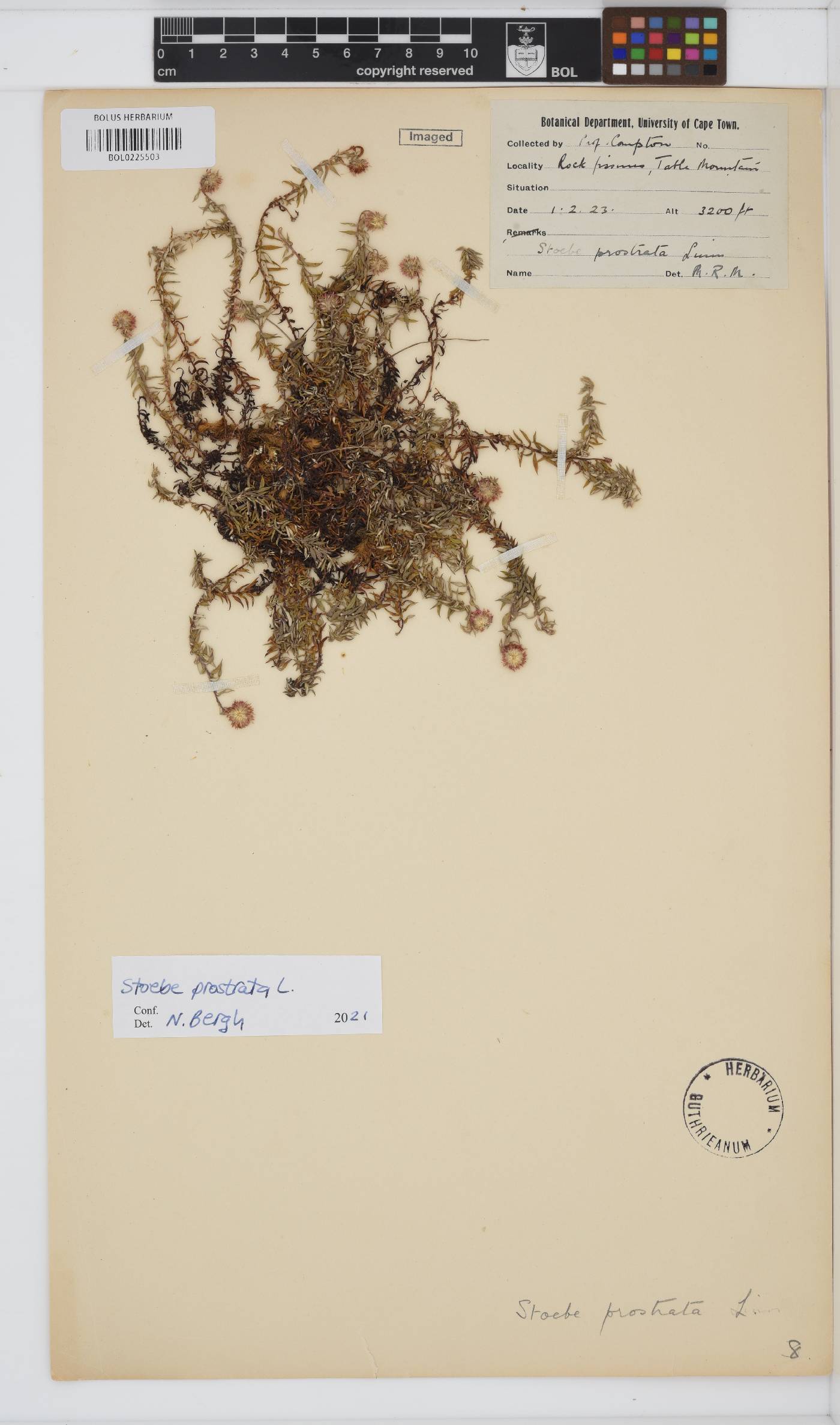 Stoebe image