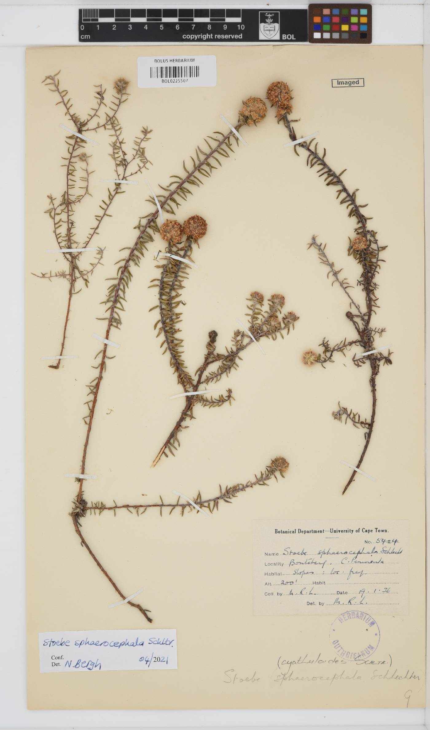 Stoebe cyathuloides image