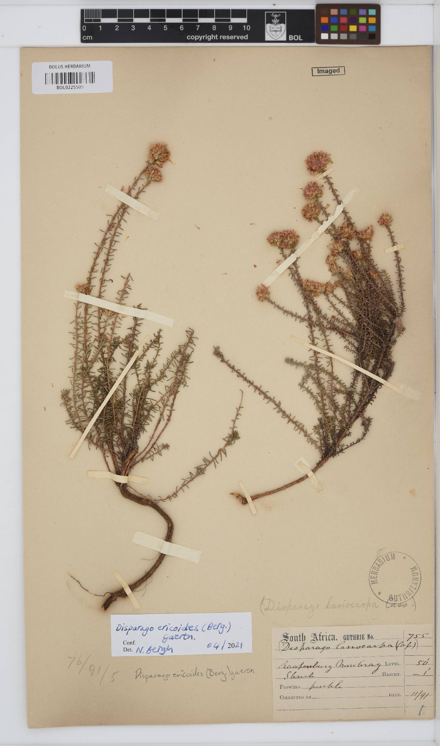 Disparago ericoides image