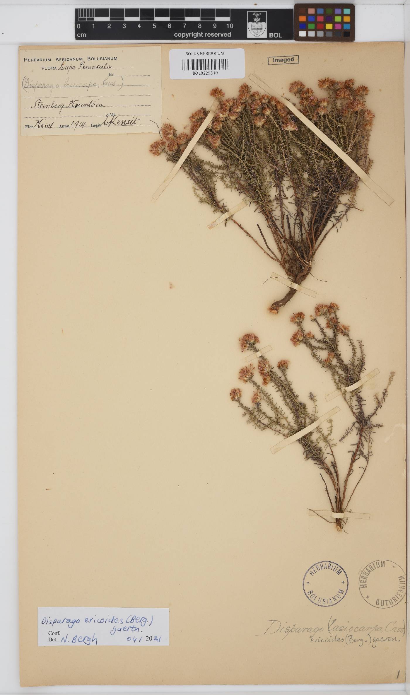 Disparago ericoides image