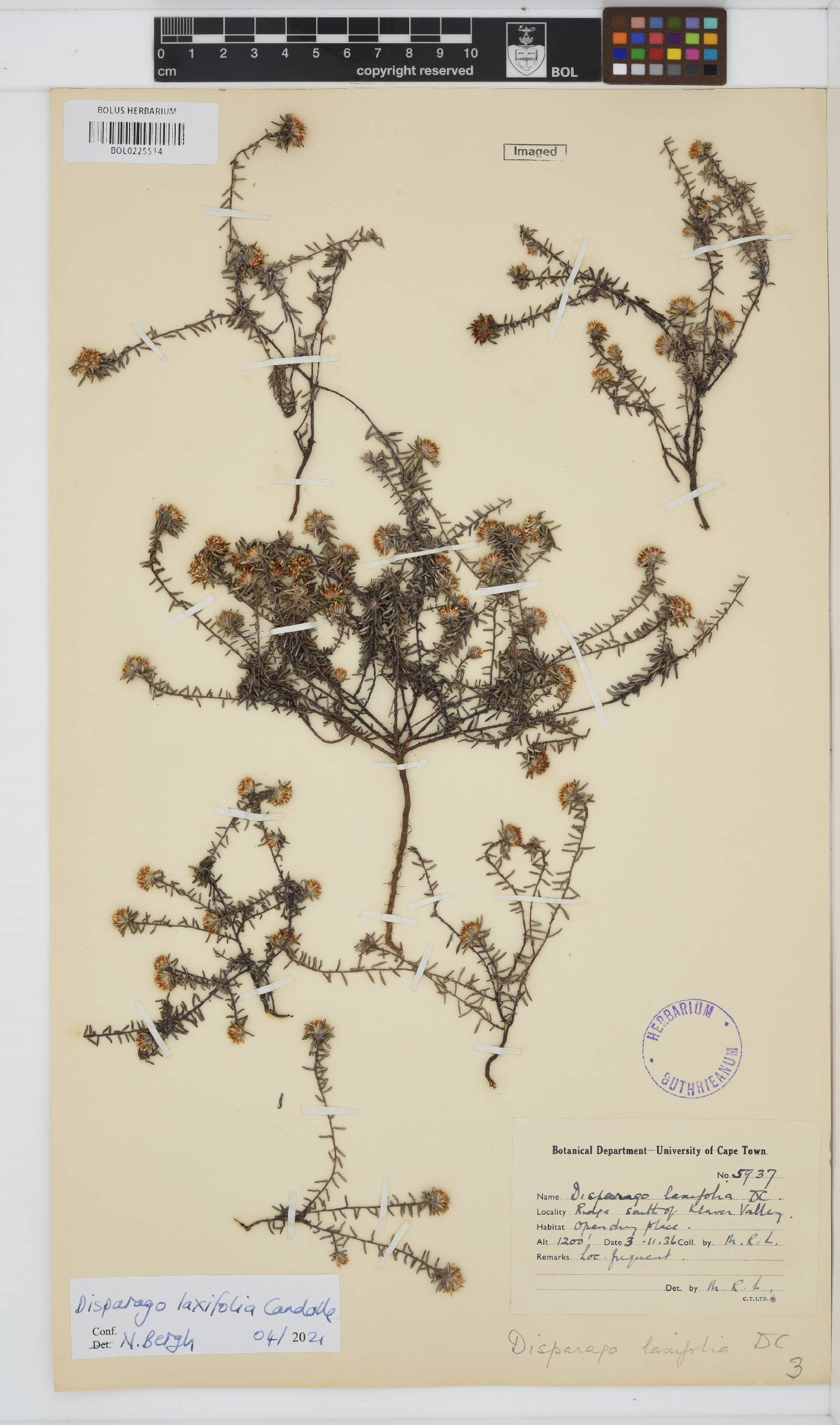 Disparago laxifolia image