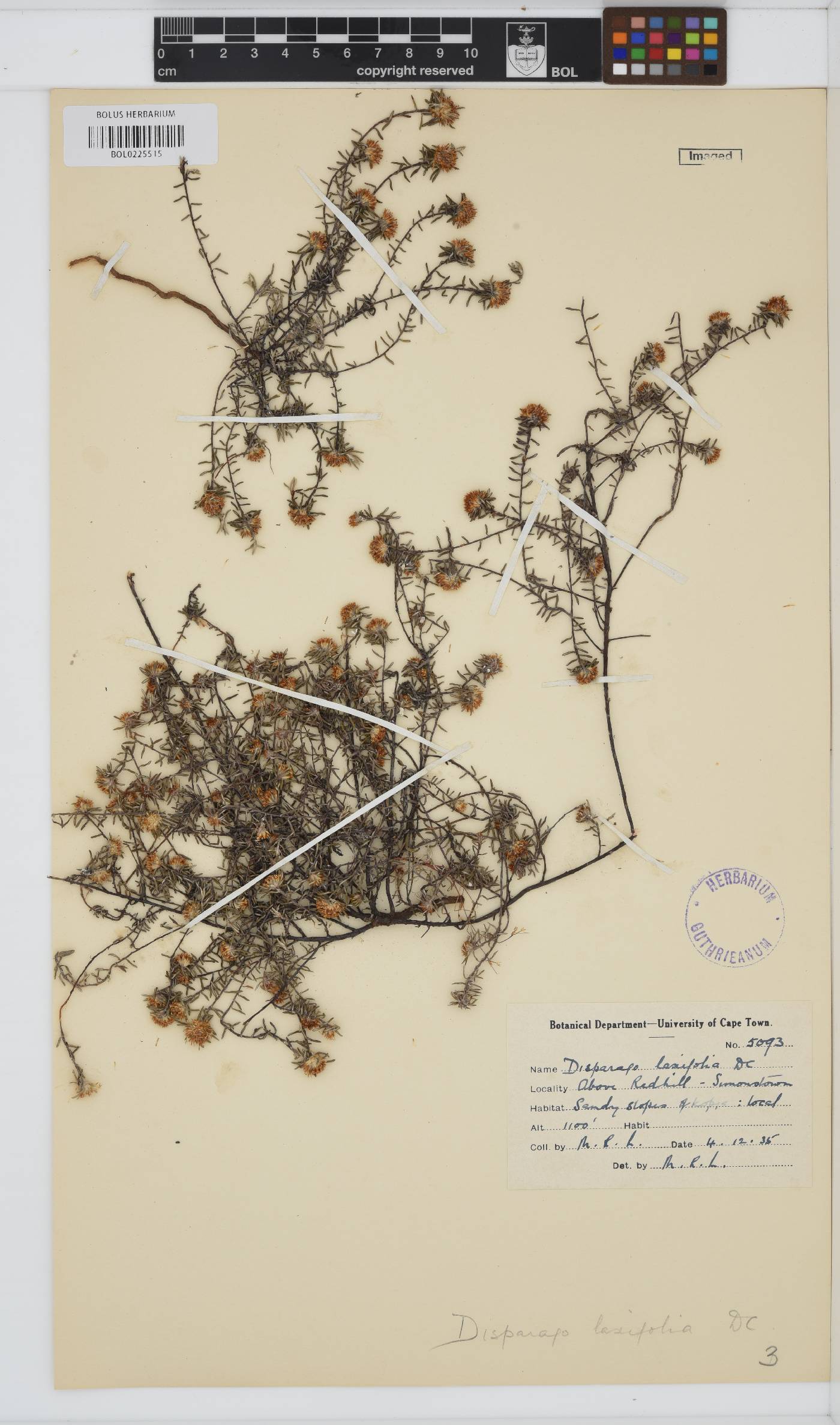 Disparago laxifolia image