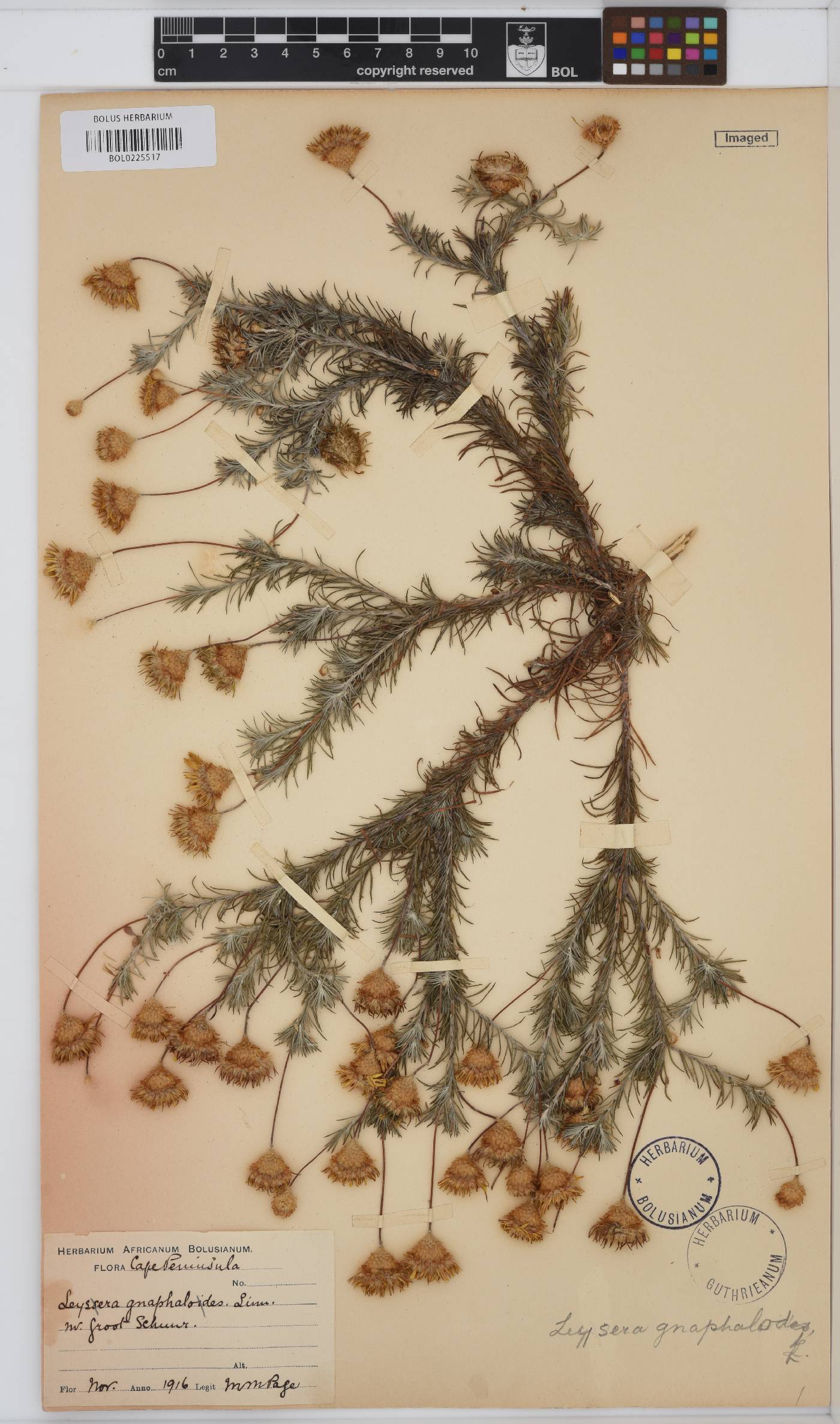 Leysera gnaphalodes image