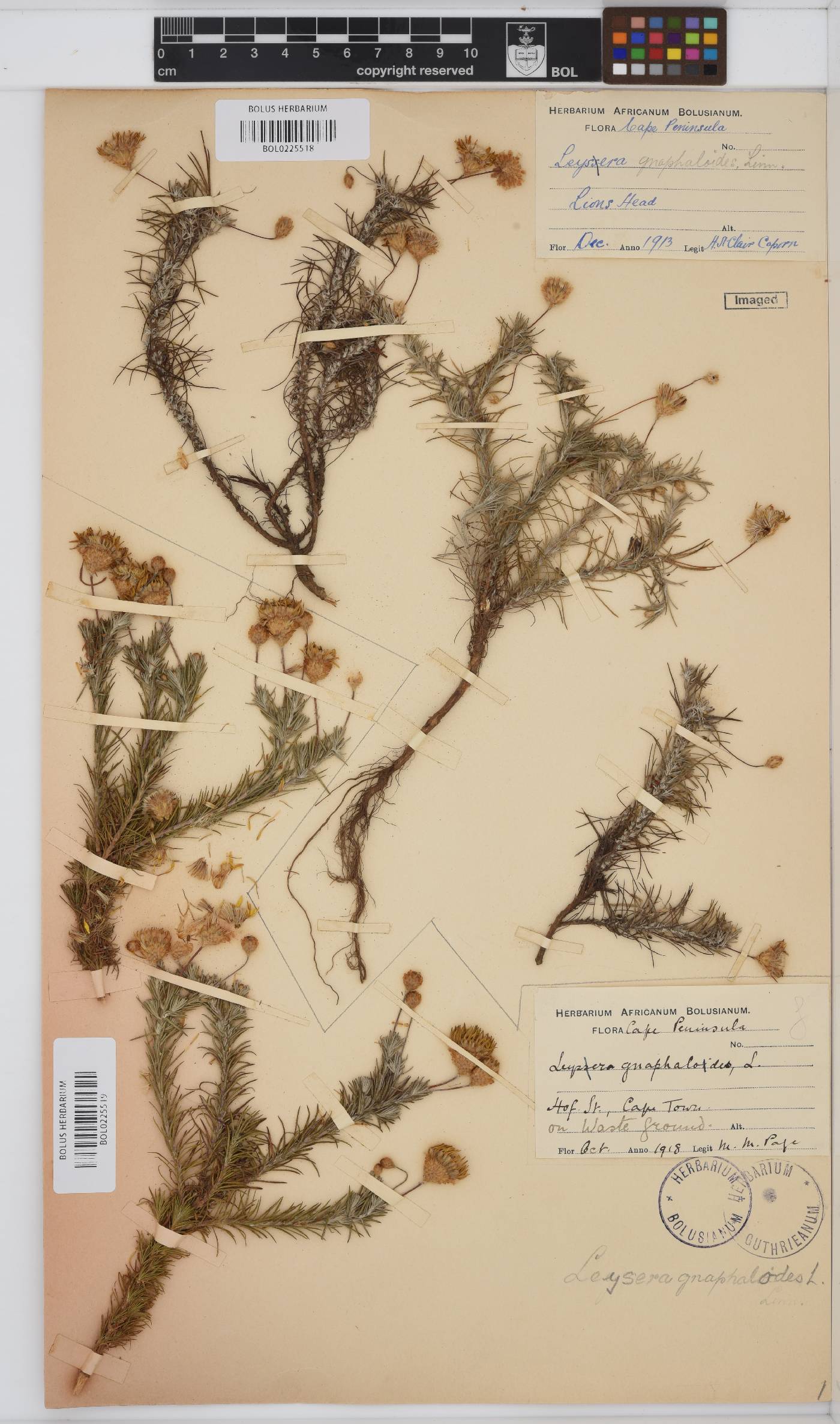 Leysera gnaphalodes image