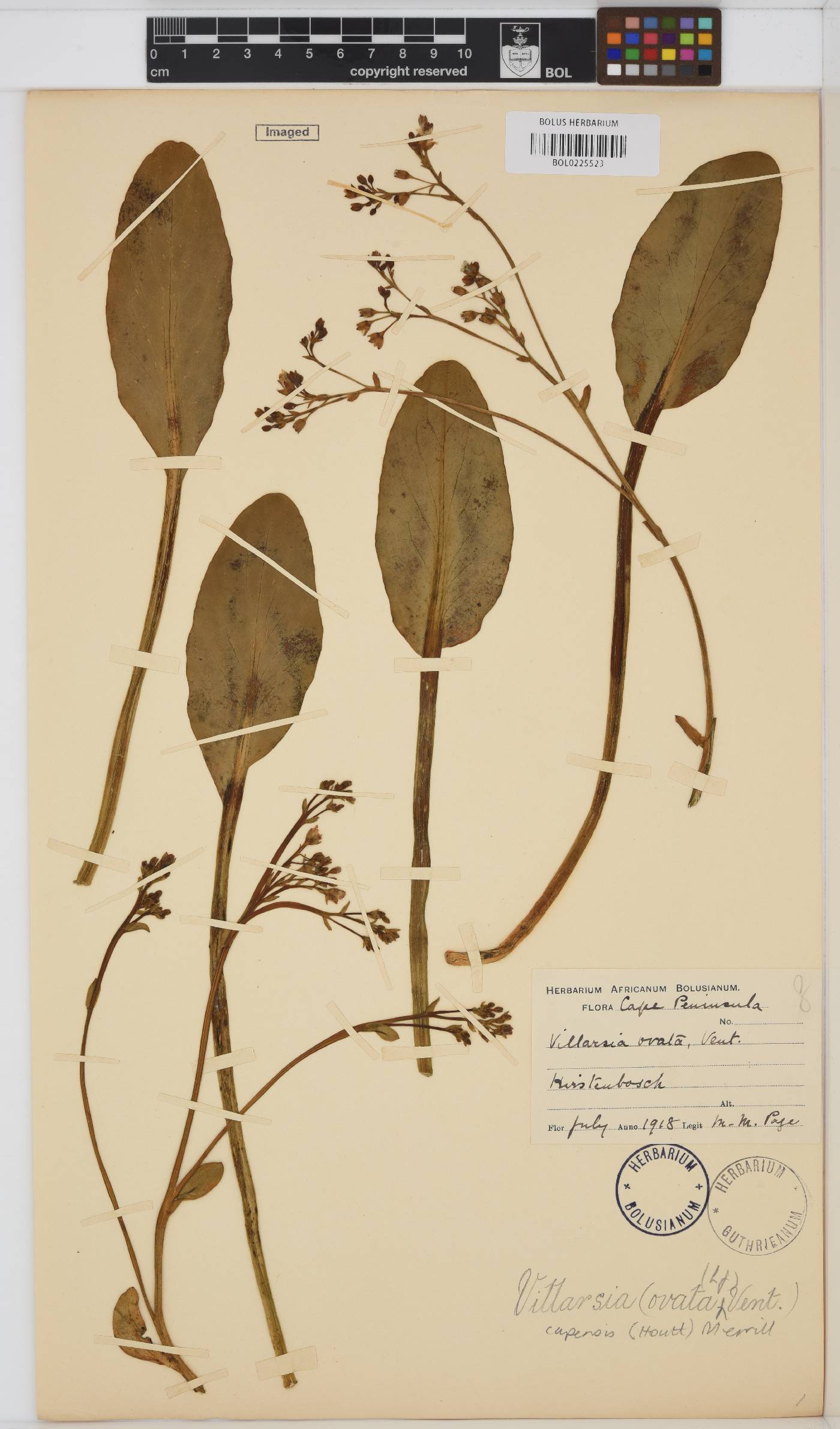 Villarsia capensis image