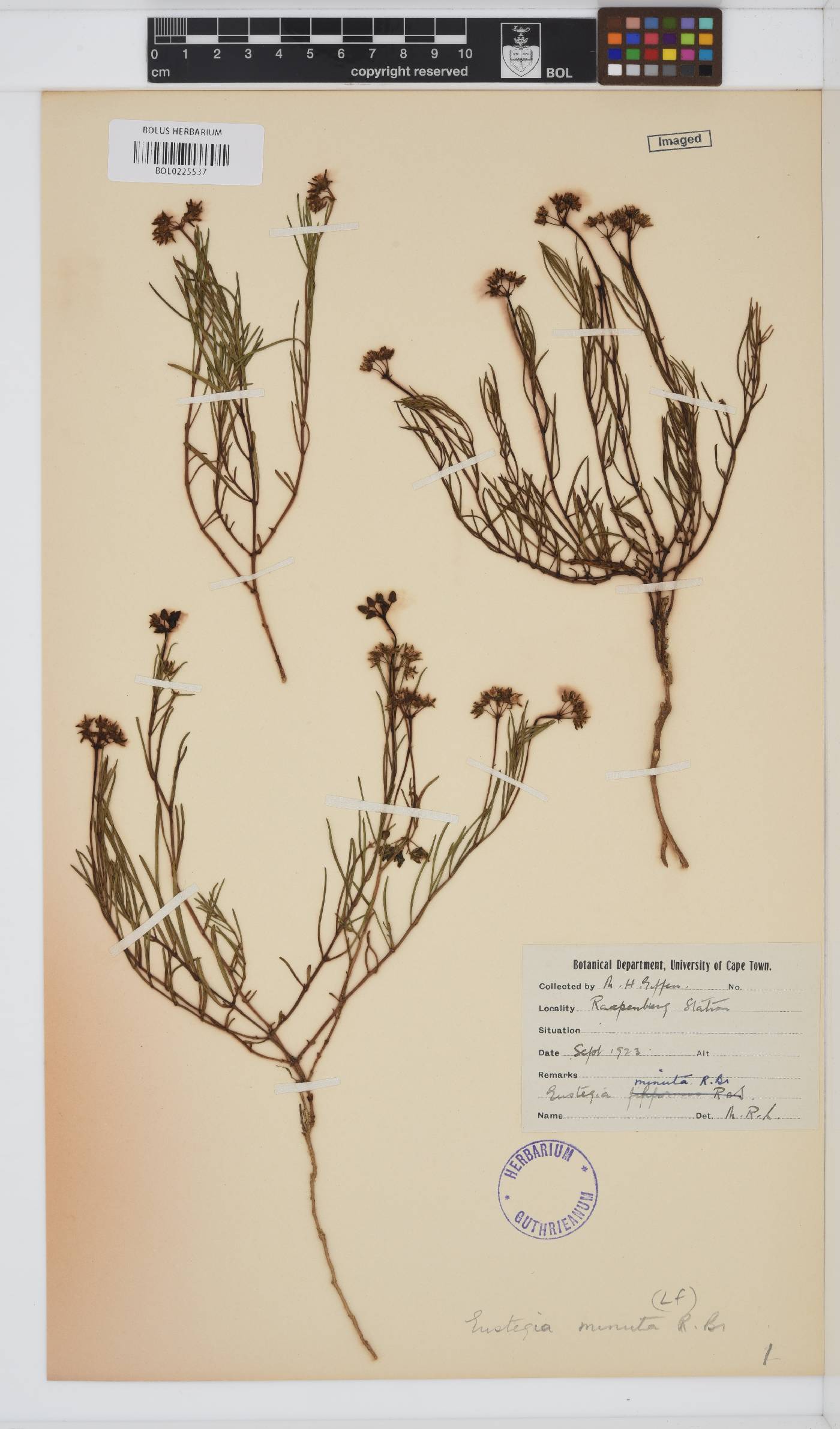 Eustegia minuta image