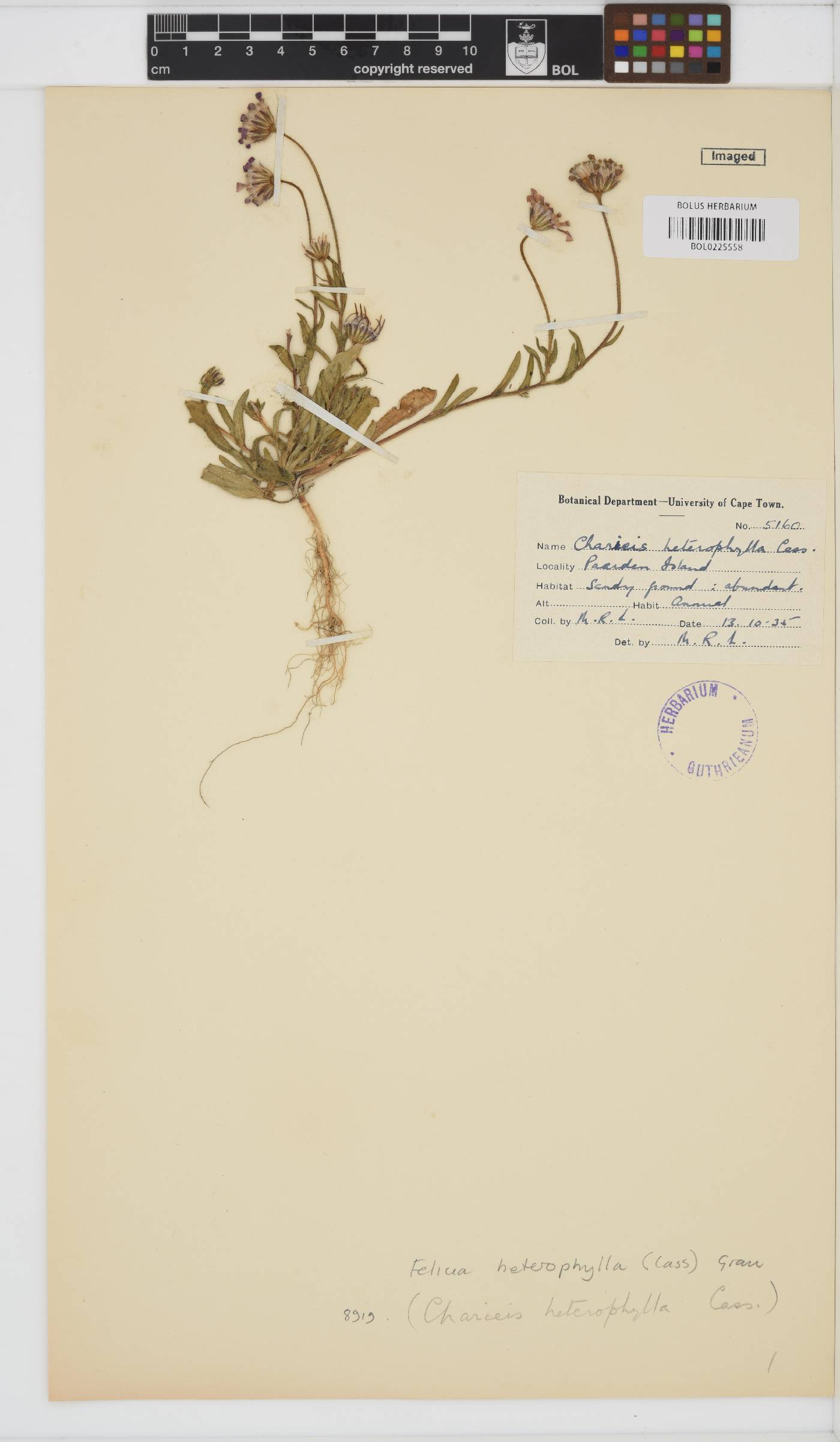 Felicia heterophylla image