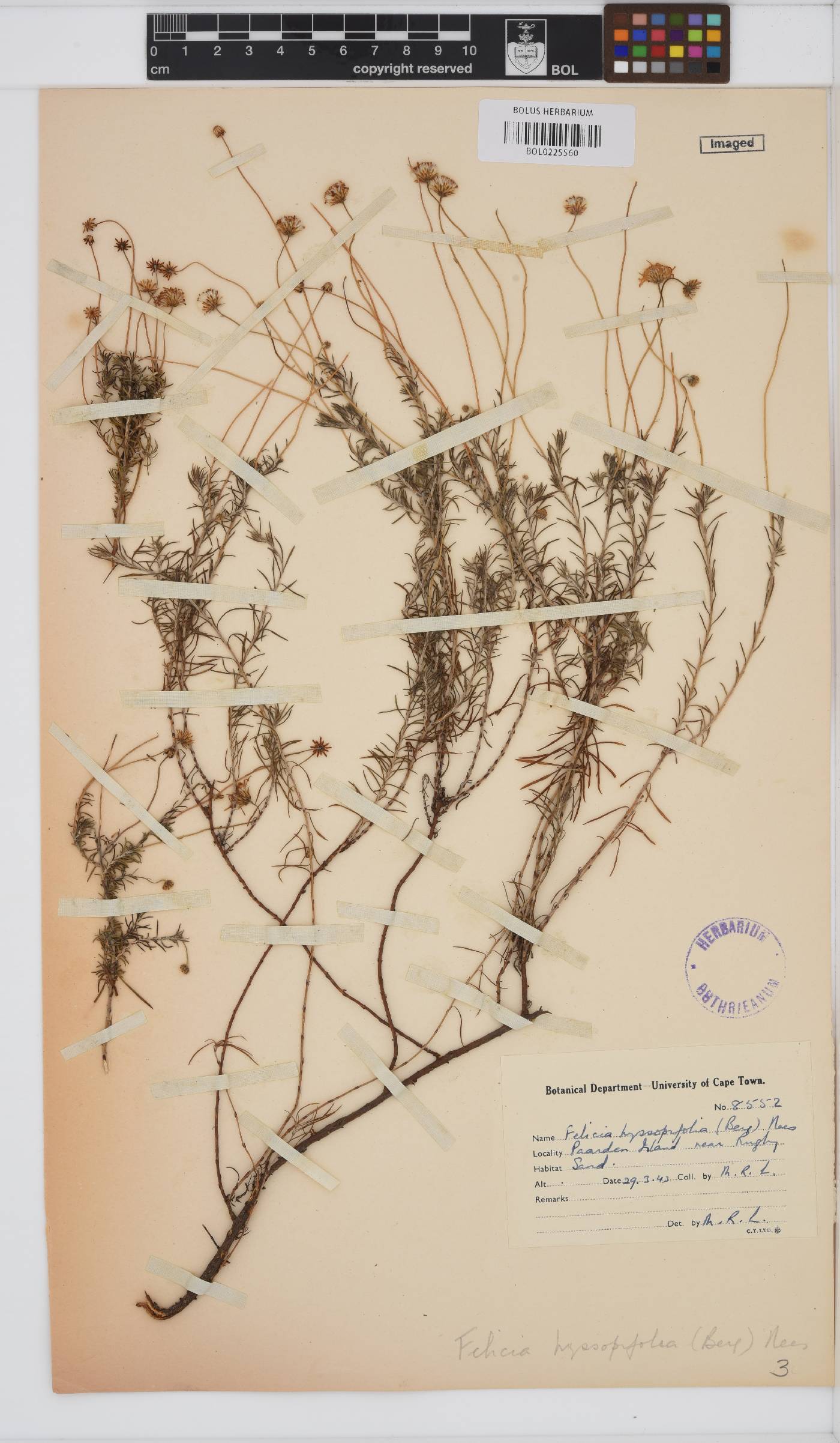 Felicia hyssopifolia image