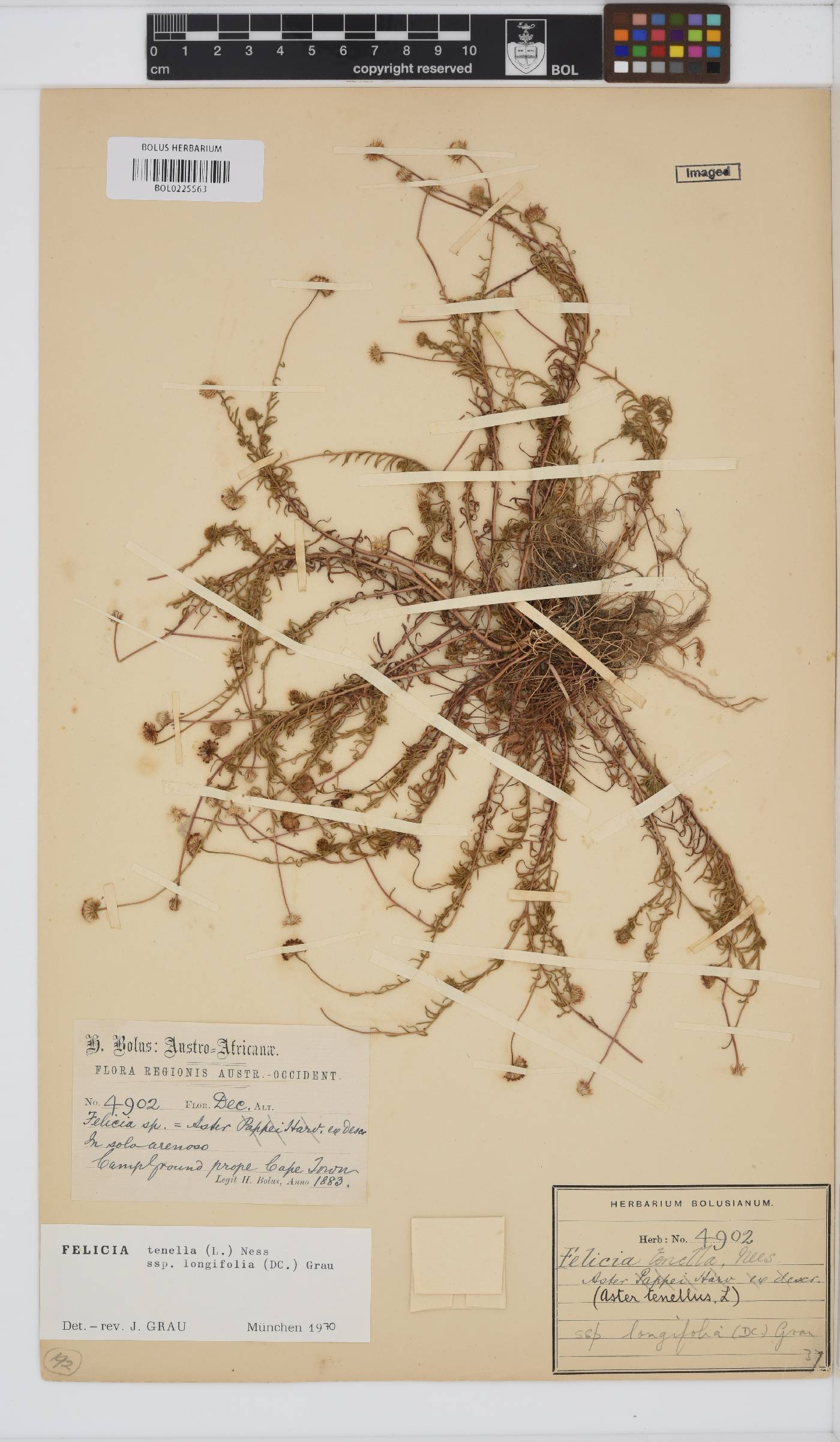 Felicia tenella subsp. longifolia image