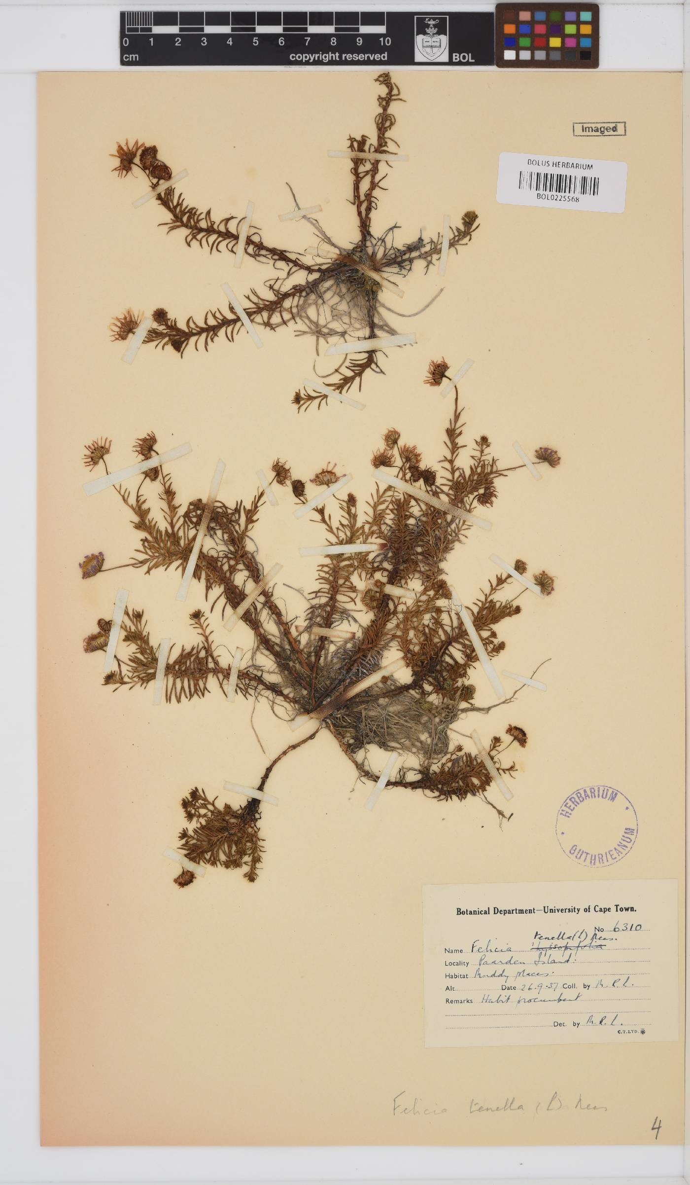 Felicia tenella subsp. tenella image