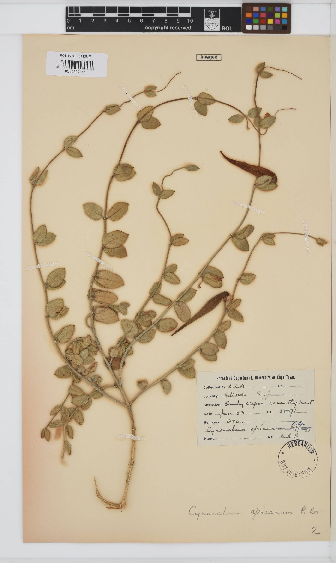 Cynanchum africanum image