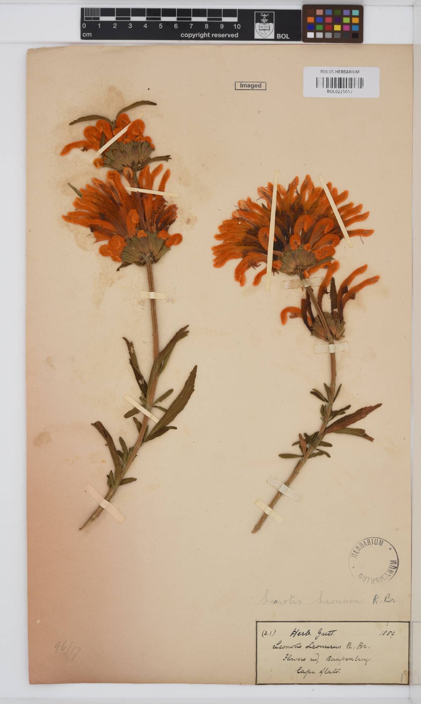 Leonotis leonurus image