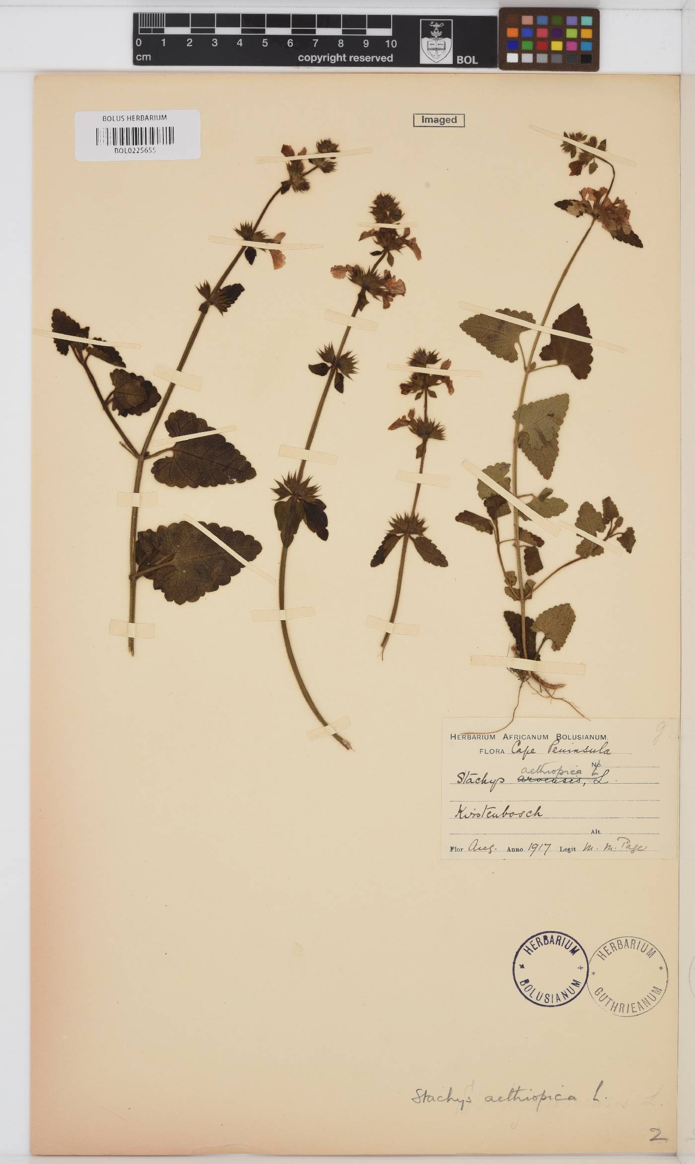 Stachys aethiopica image