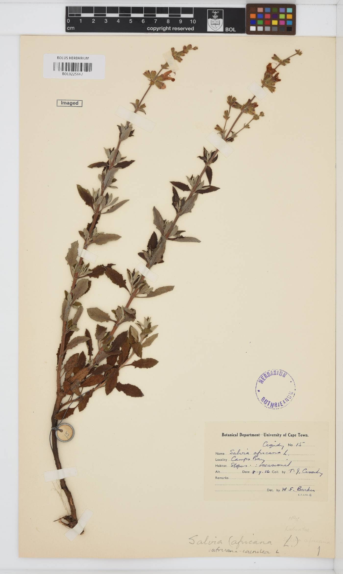 Salvia africana image