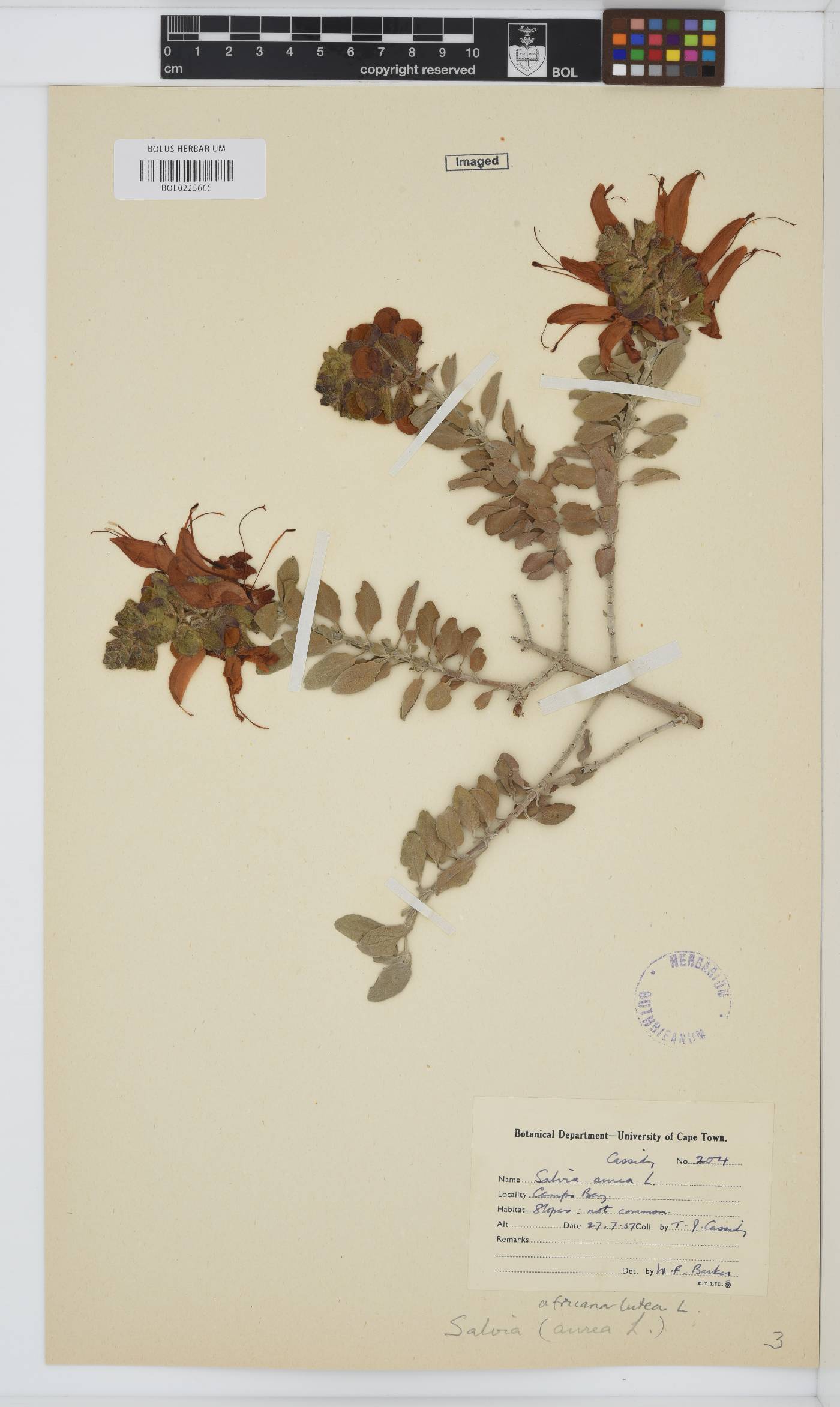Salvia aurea image