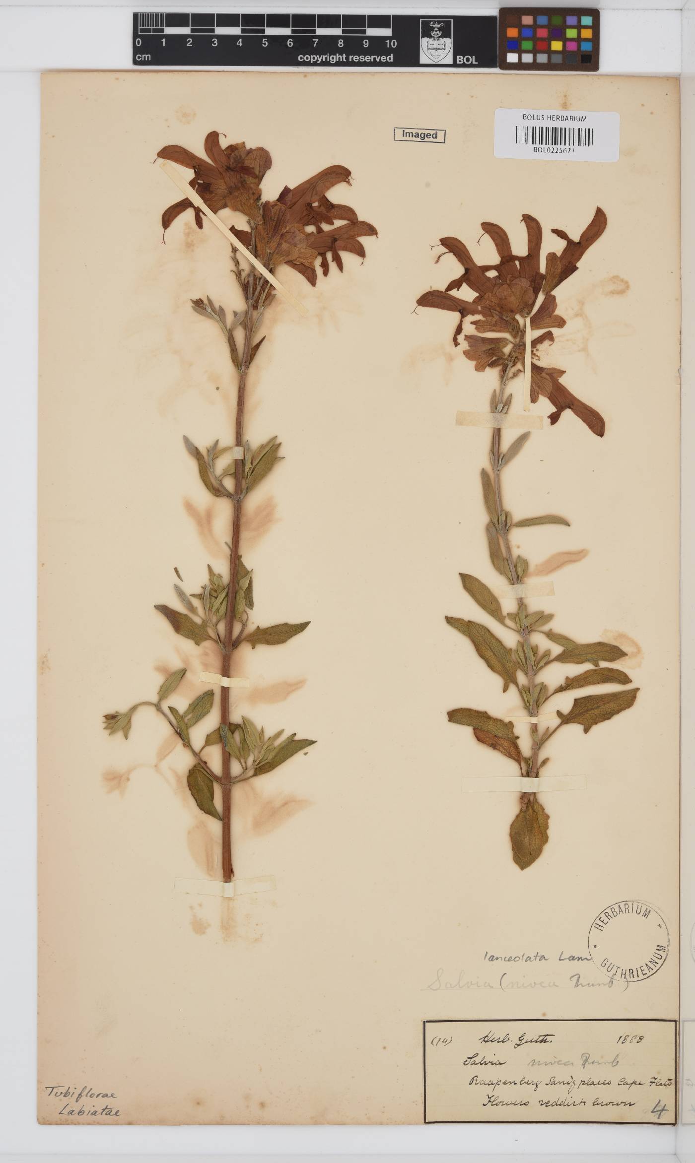 Lamiaceae image