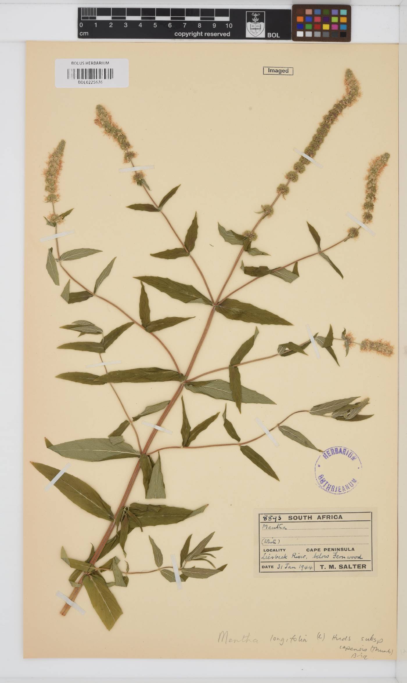 Mentha longifolia subsp. capensis image