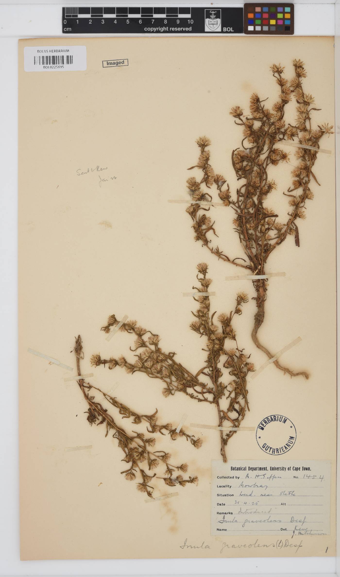 Dittrichia graveolens image