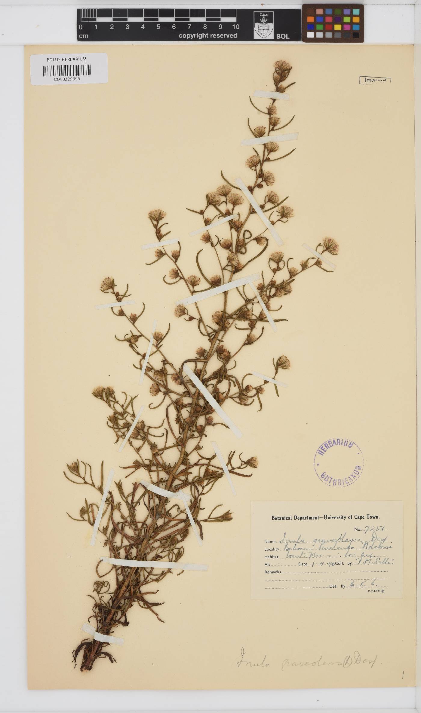 Dittrichia graveolens image