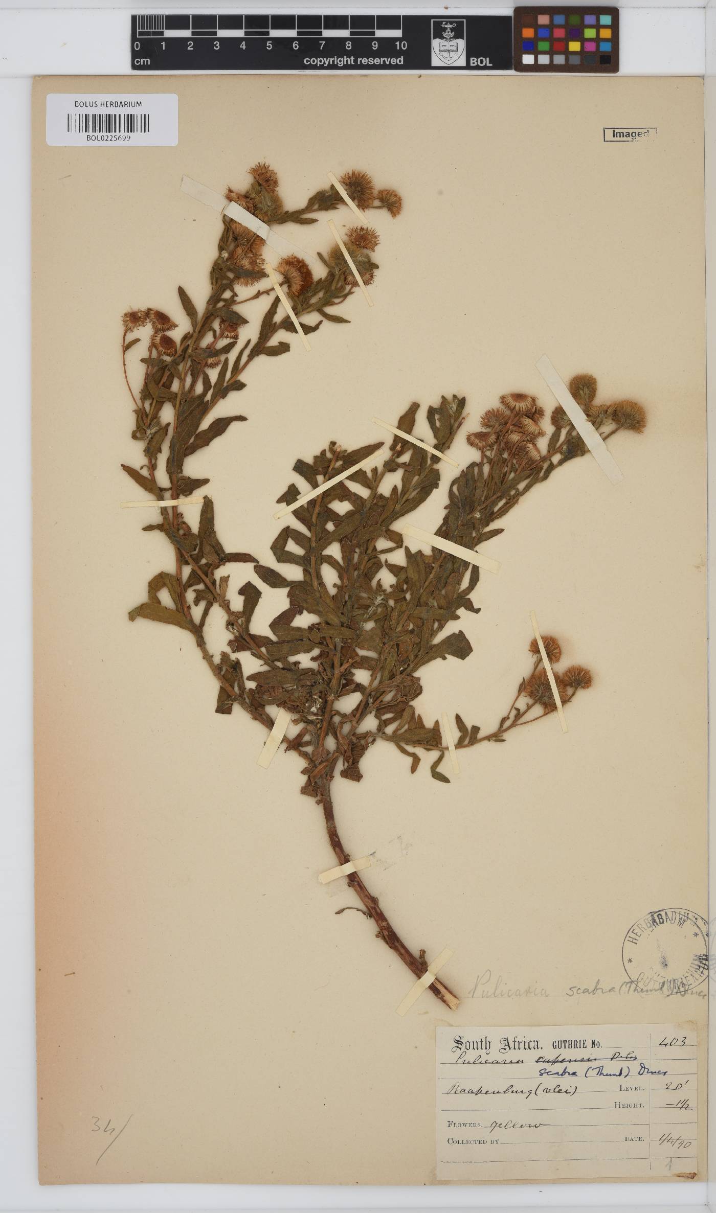 Pulicaria image