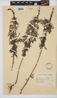 Image of Ambrosia artemisiifolia