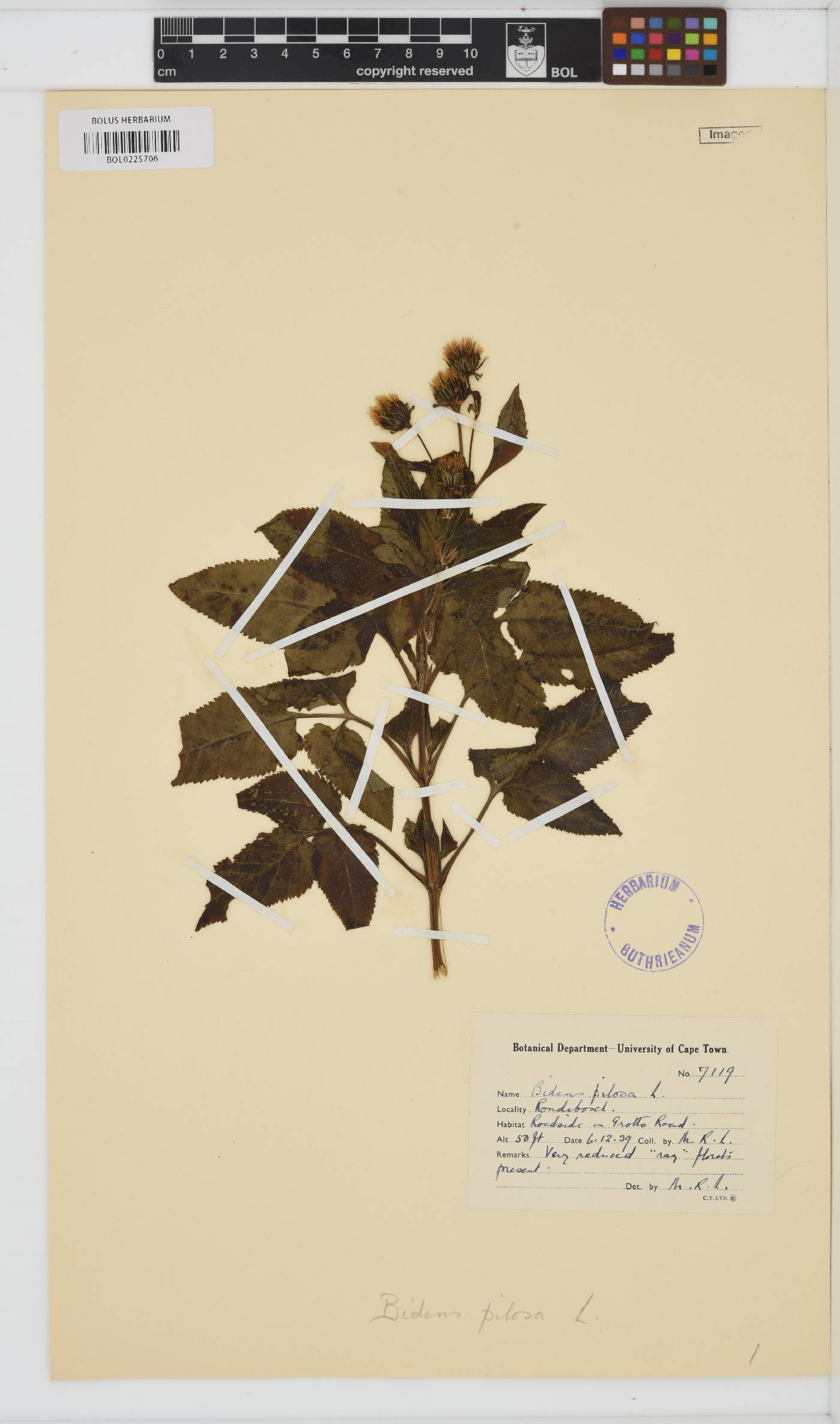 Bidens image