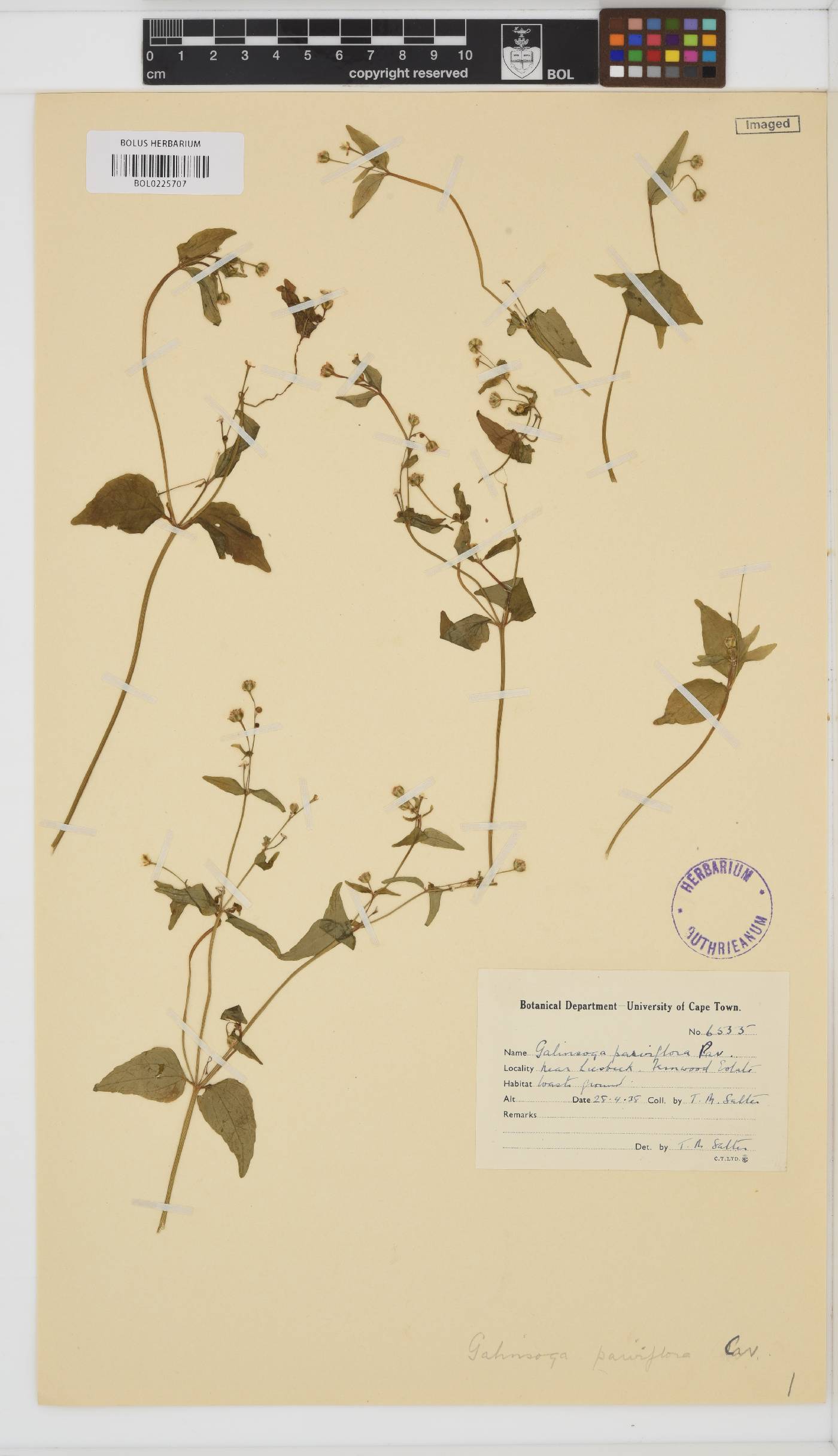 Galinsoga parviflora image