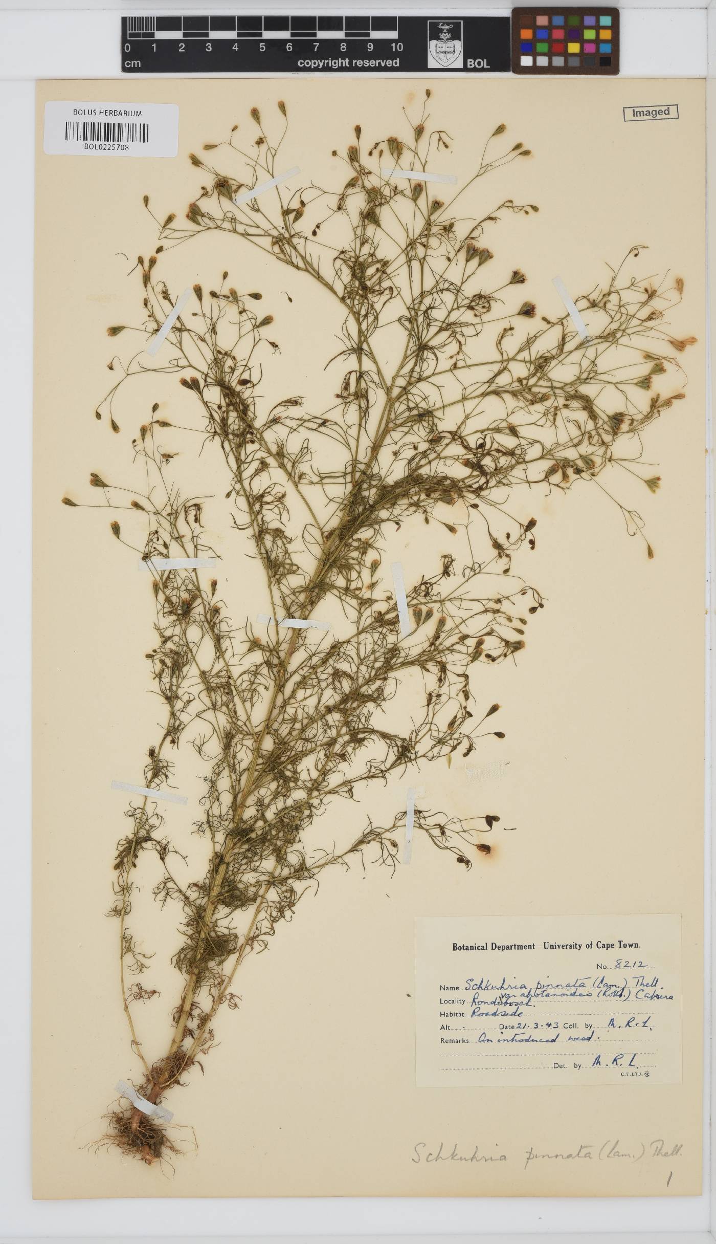 Schkuhria pinnata image