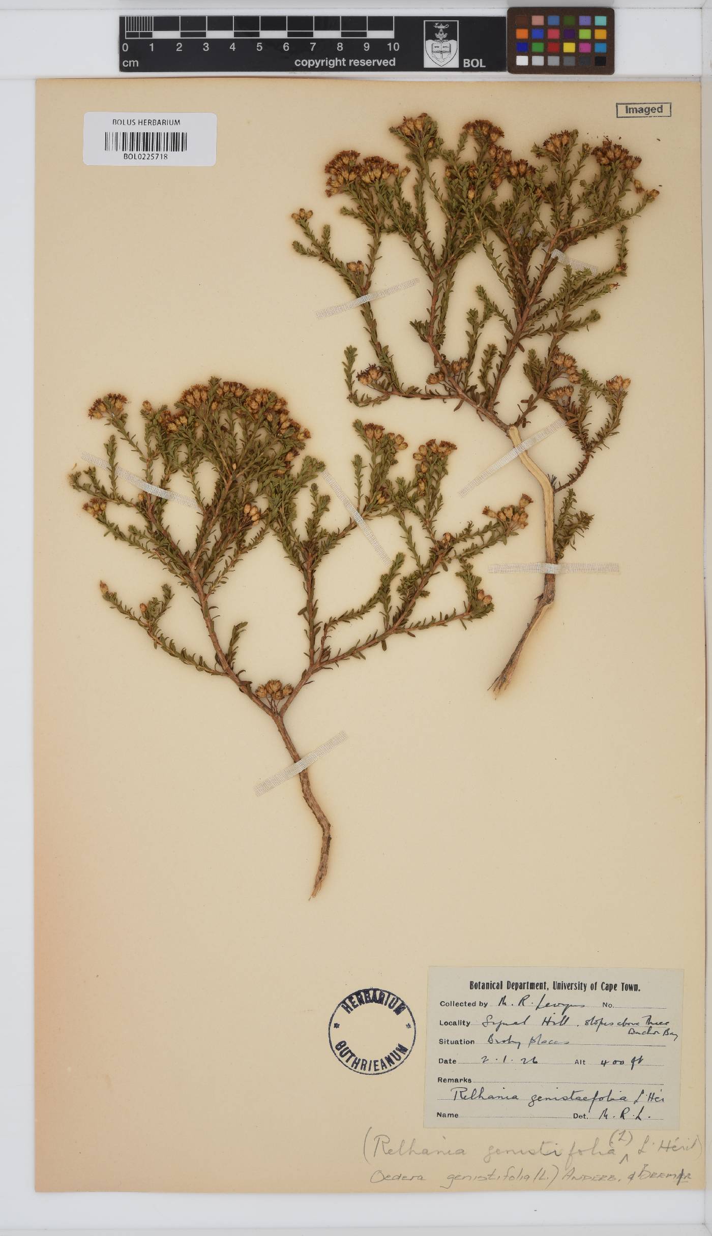 Oedera genistifolia image