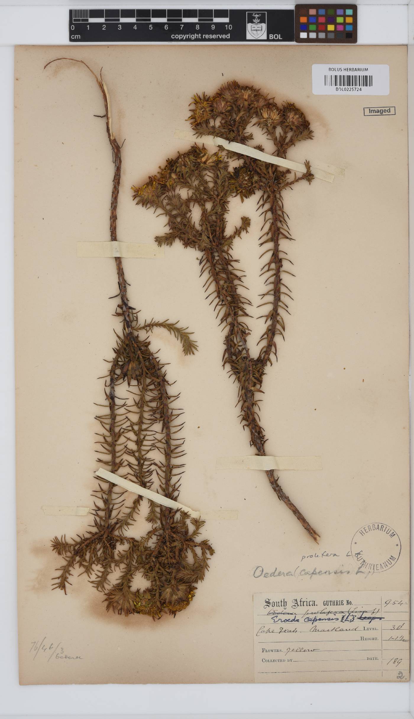 Oedera capensis image