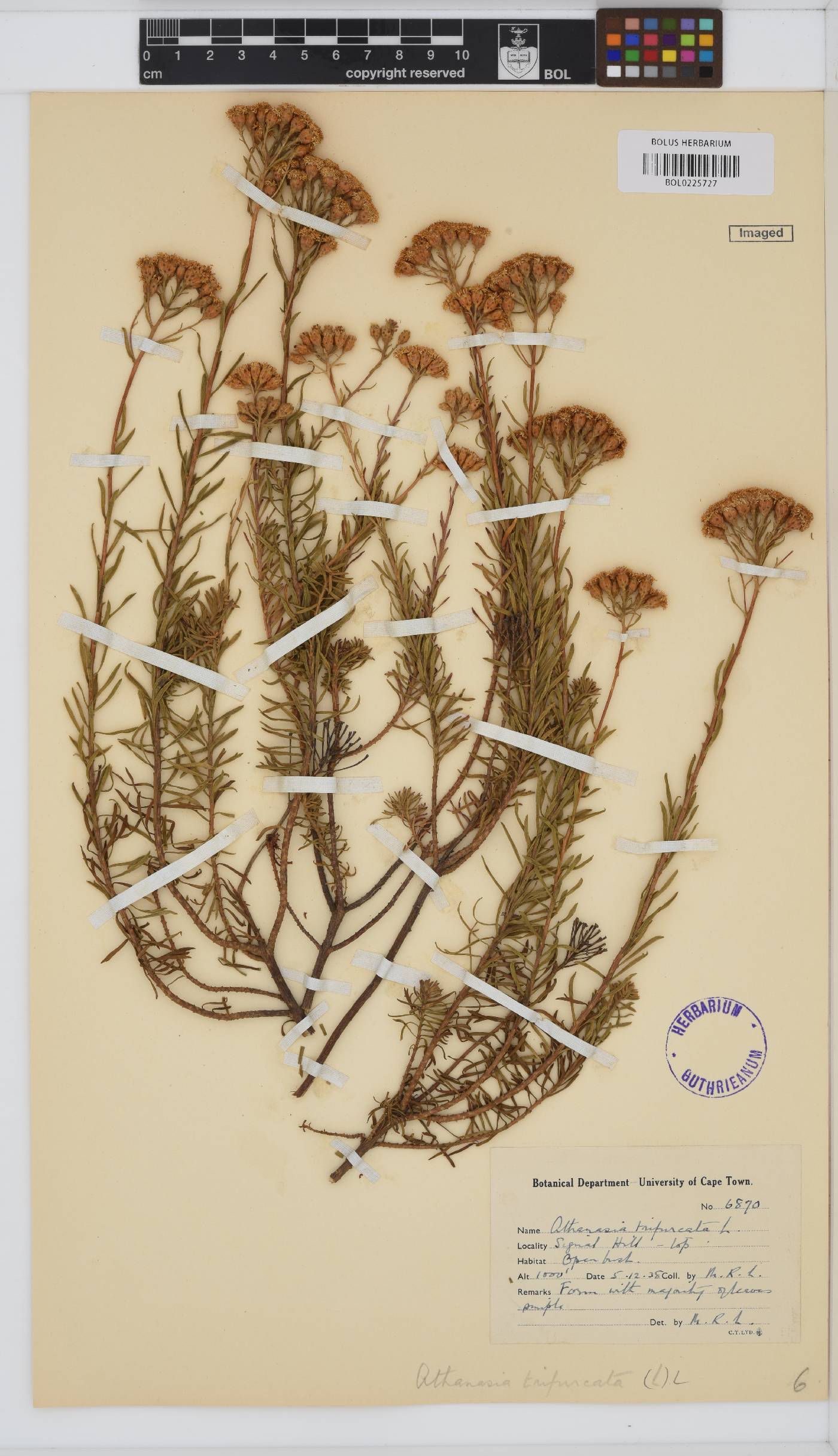 Athanasia trifurcata image