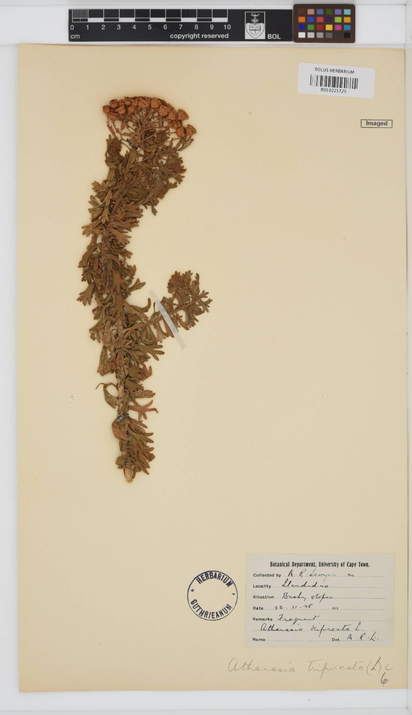 Athanasia trifurcata image