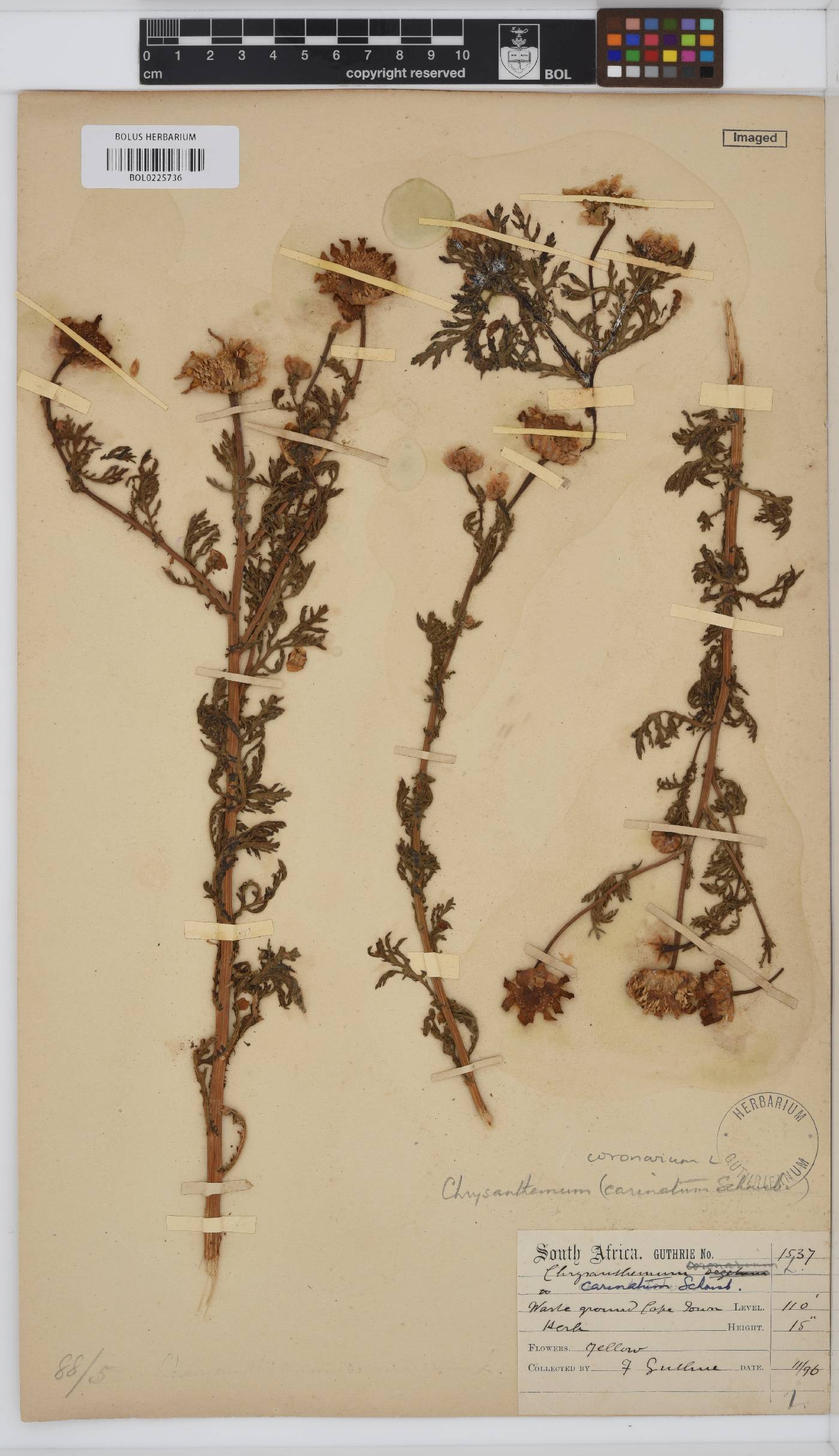Glebionis coronaria image