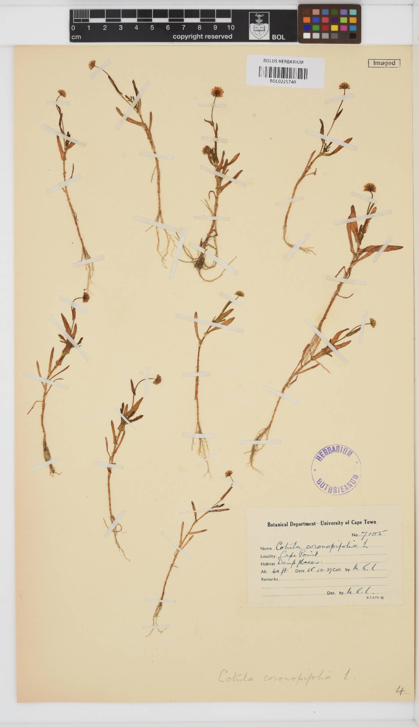 Cotula coronopifolia image
