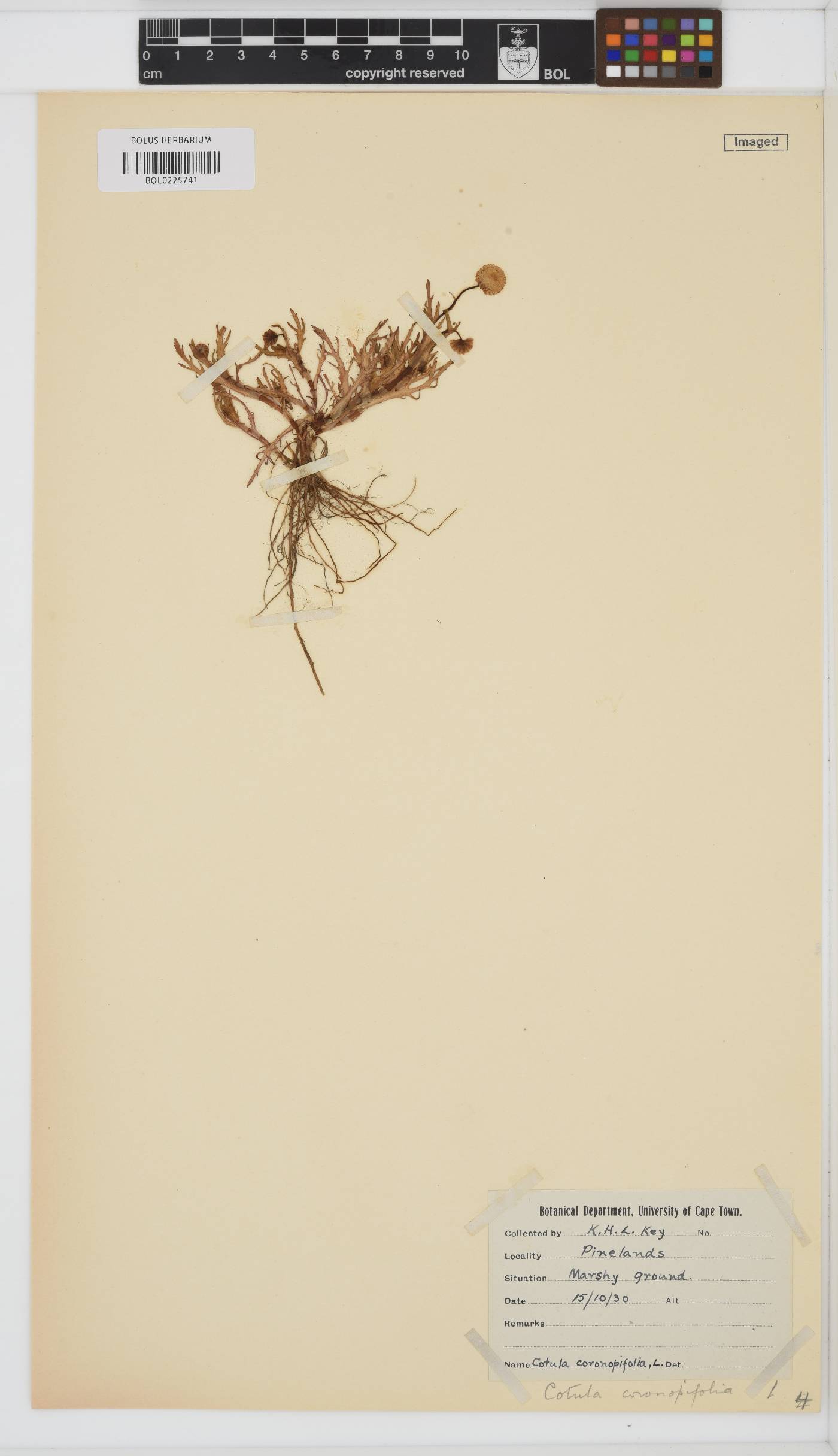 Cotula coronopifolia image