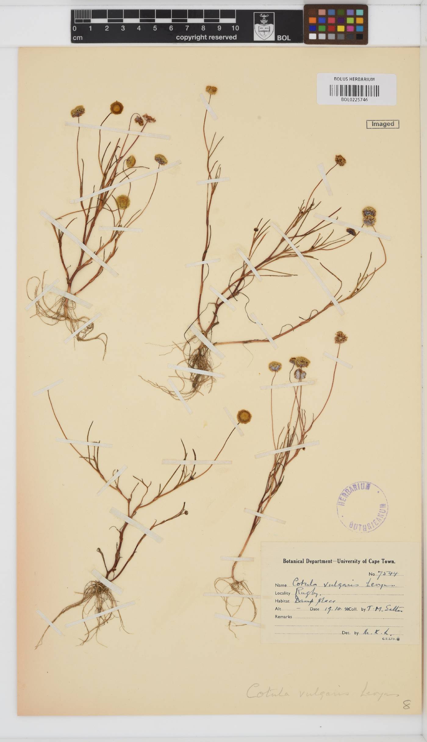 Cotula vulgaris image