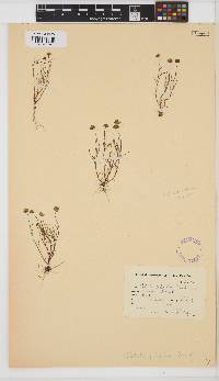 Cotula filifolia image