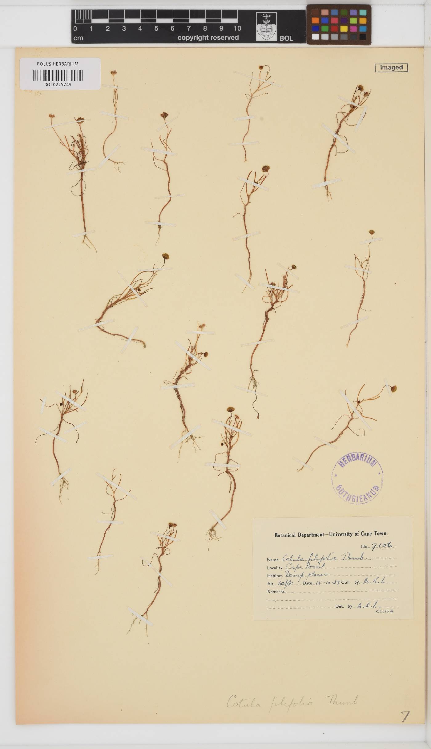 Cotula filifolia image