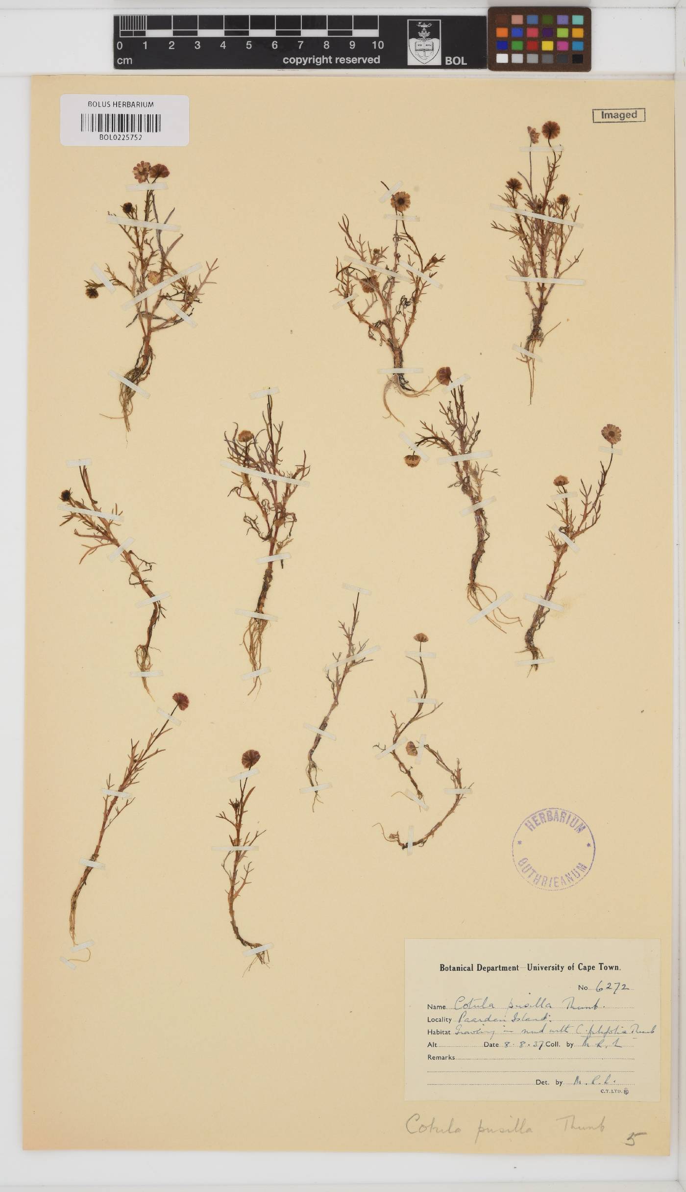 Cotula pusilla image