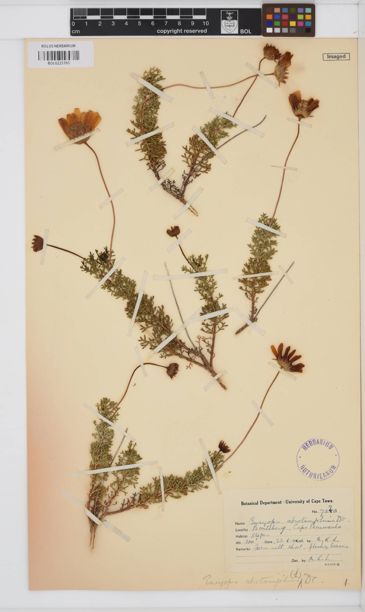 Euryops abrotanifolius image