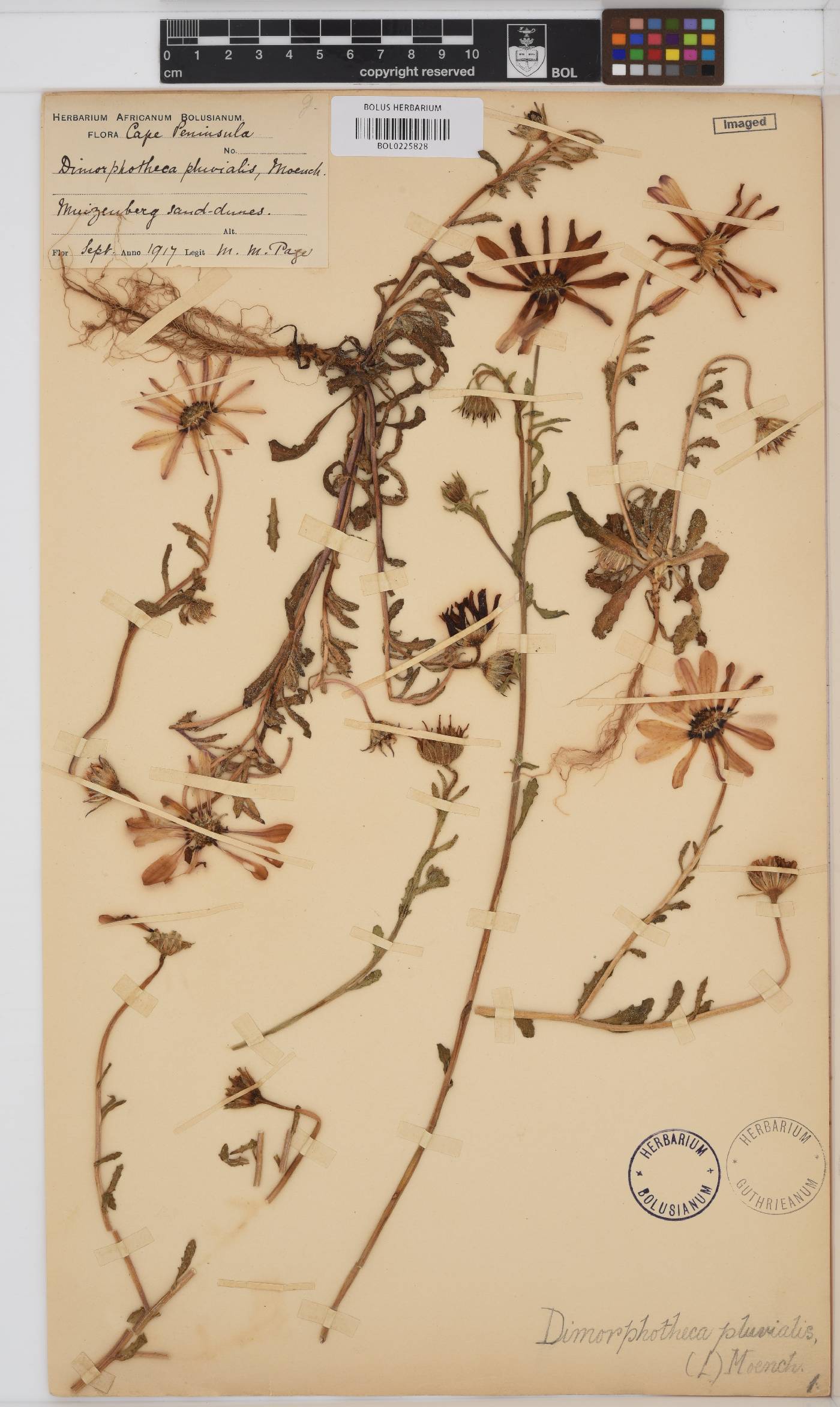Dimorphotheca image