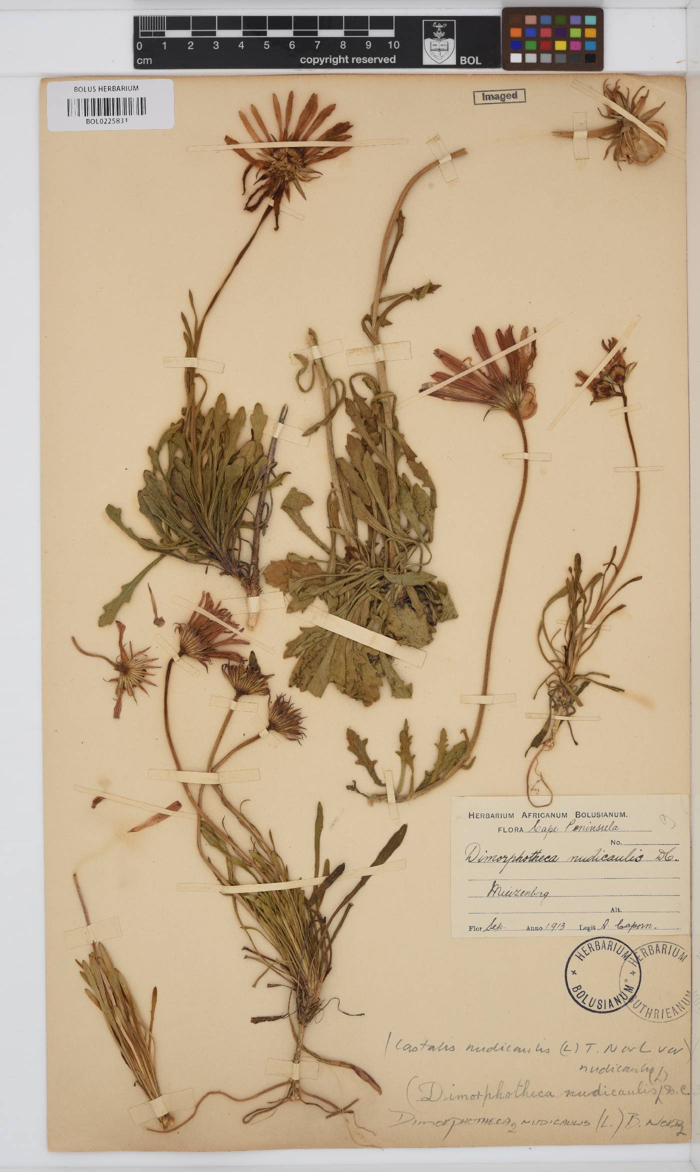 Dimorphotheca nudicaulis image