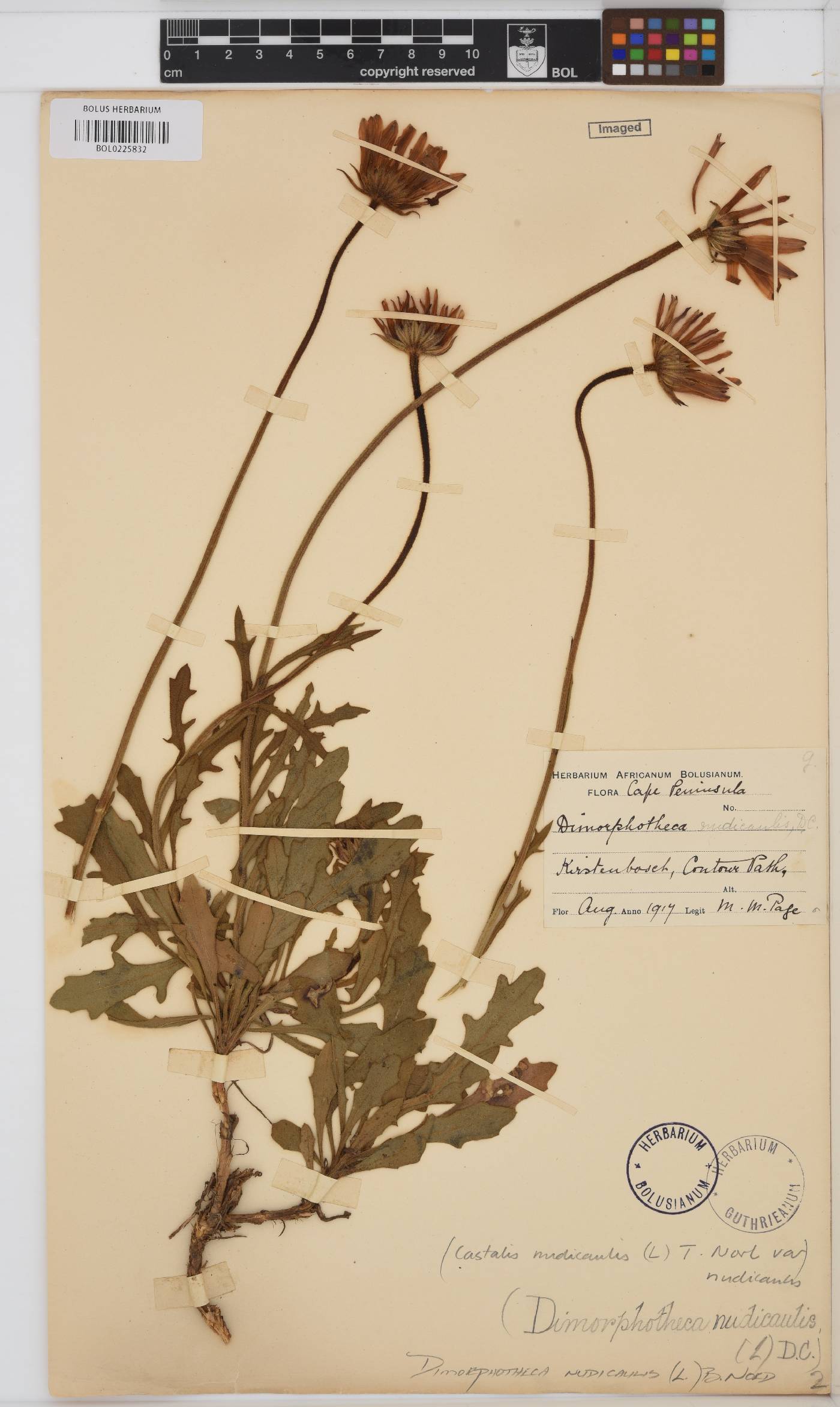 Dimorphotheca image