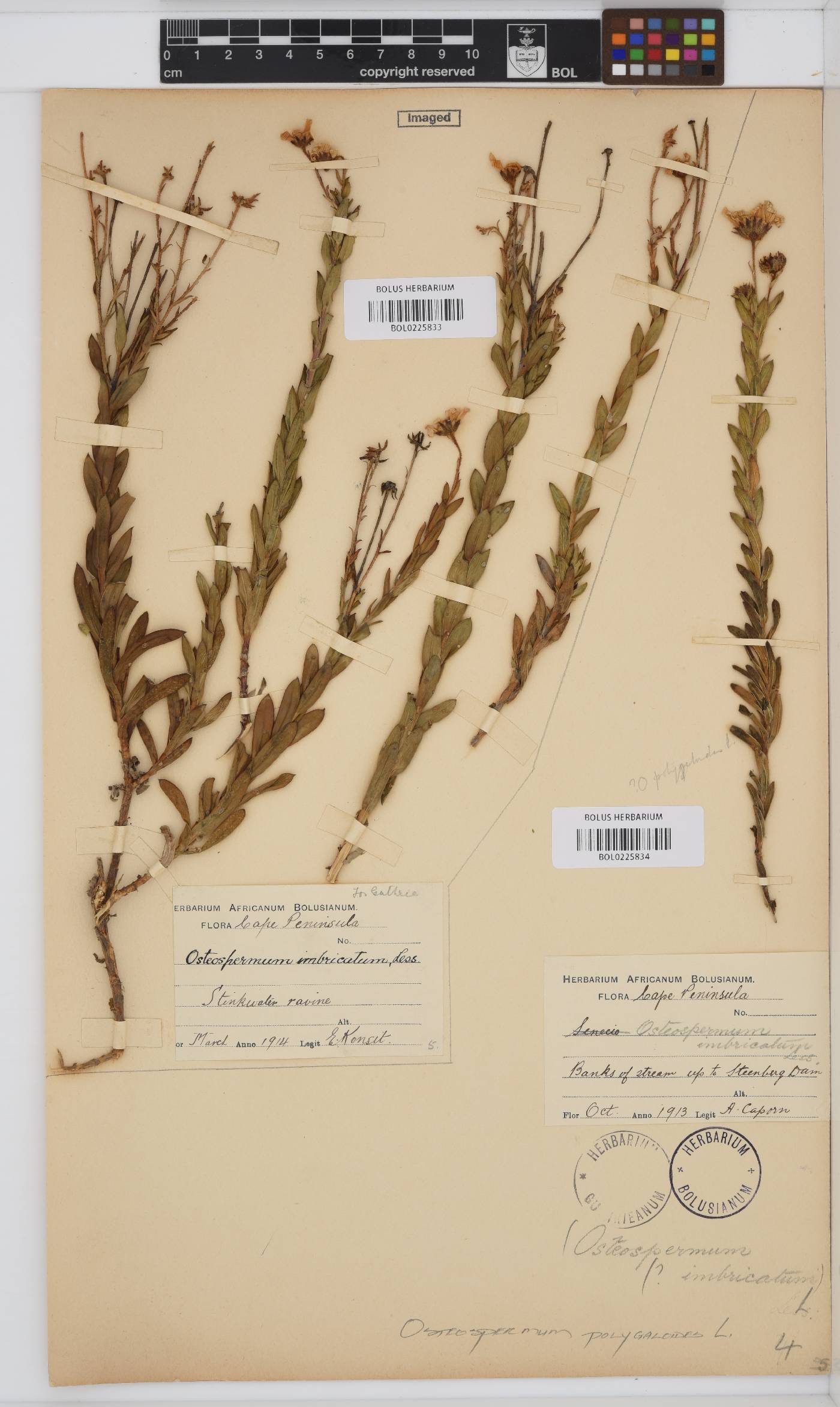 Osteospermum polygaloides image